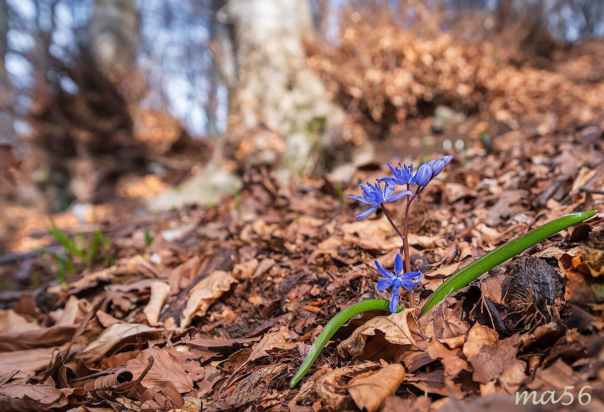 Scilla bifoglia