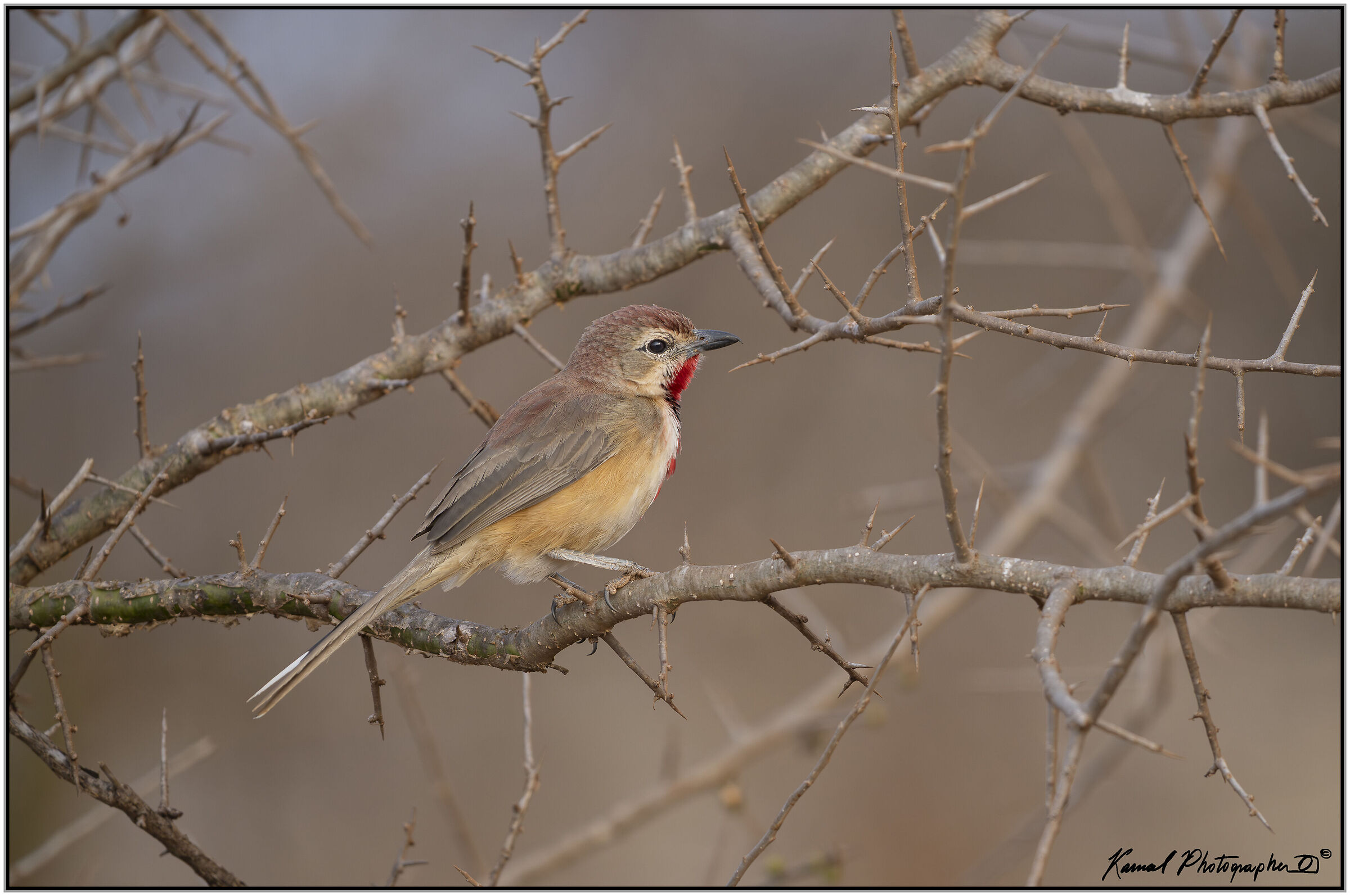 Bushy shrike with pink spots