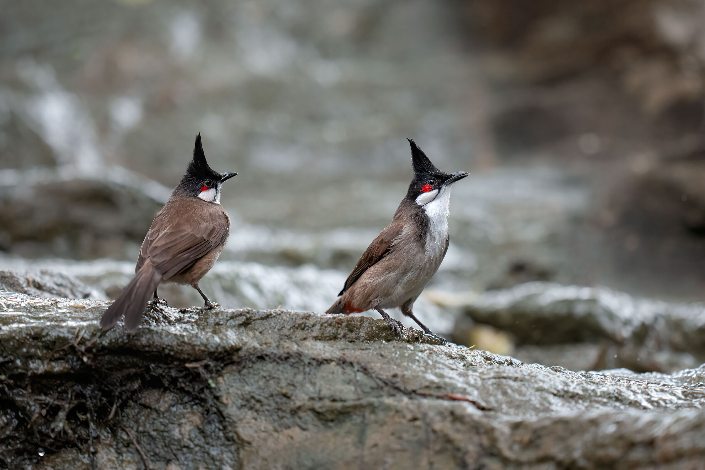 Couple at the bathroom