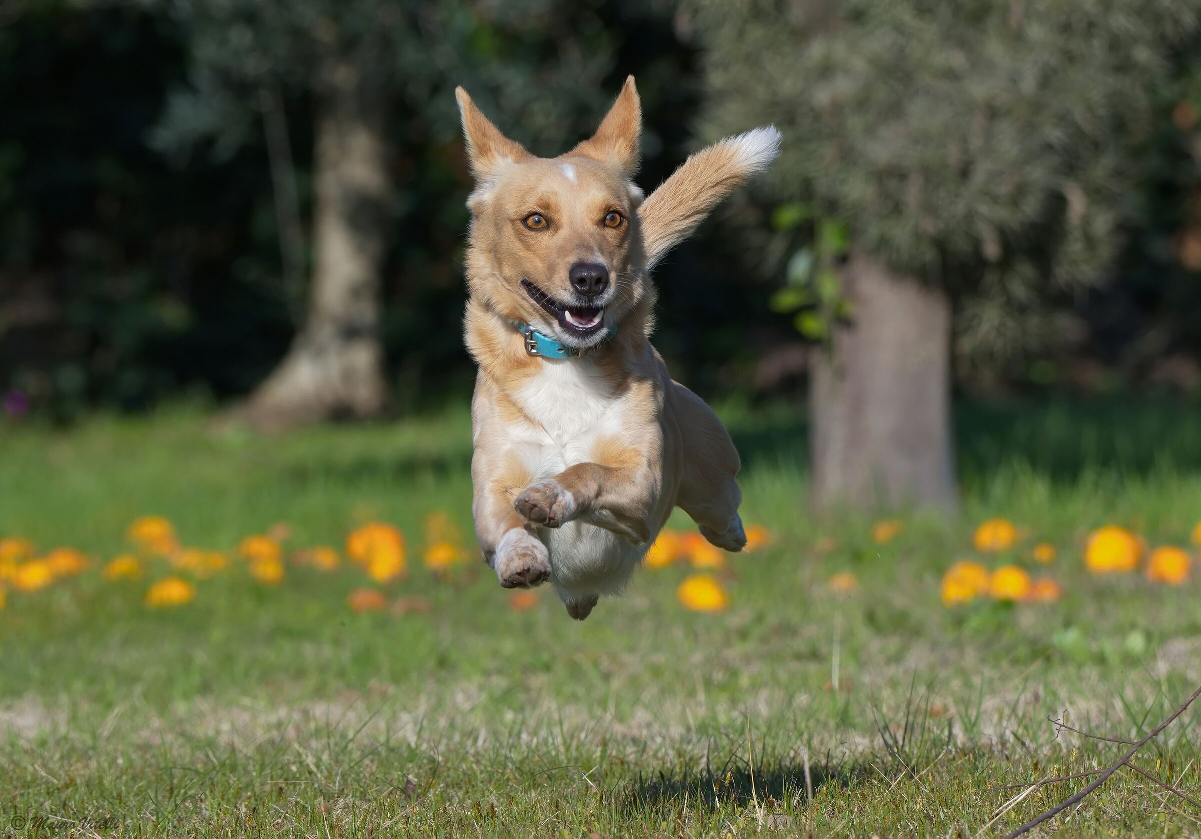 Rebel... said lightning bolt