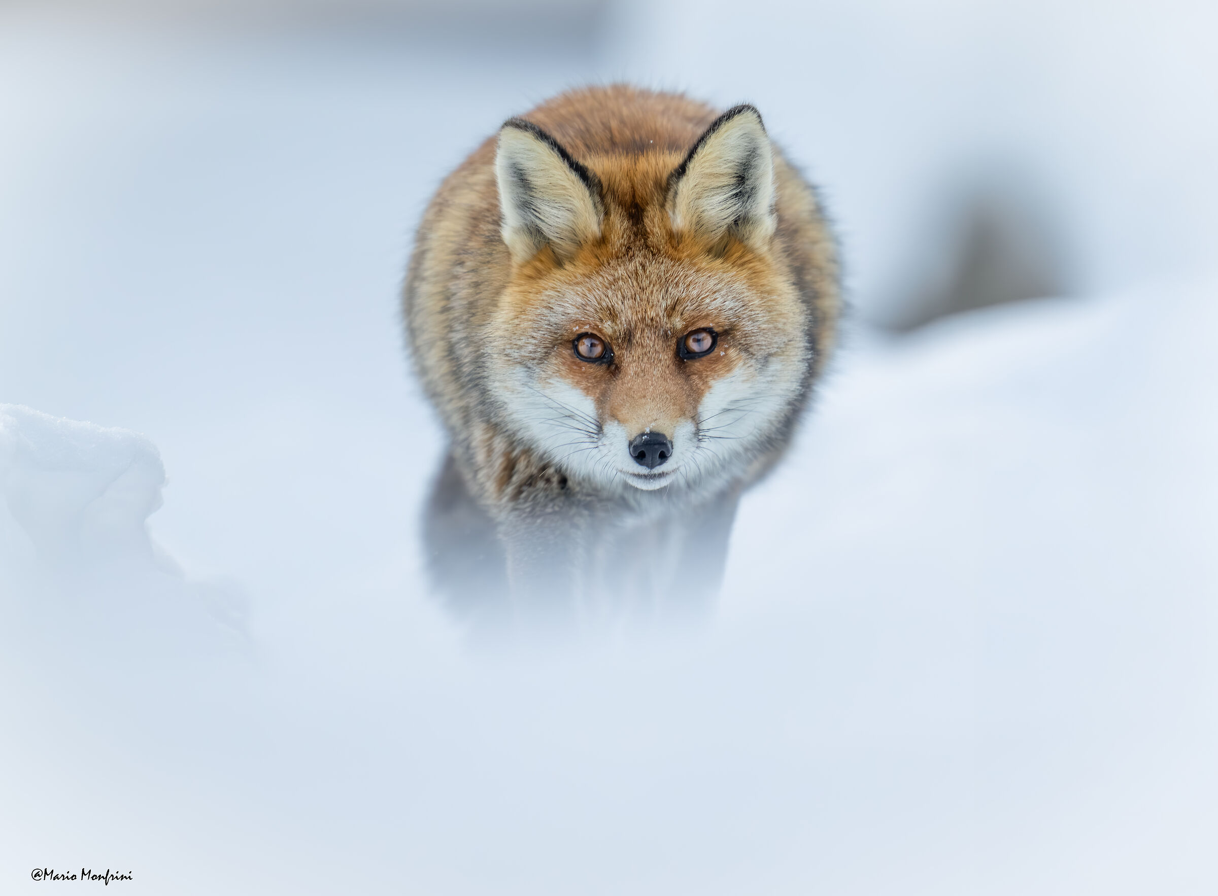 Into the white