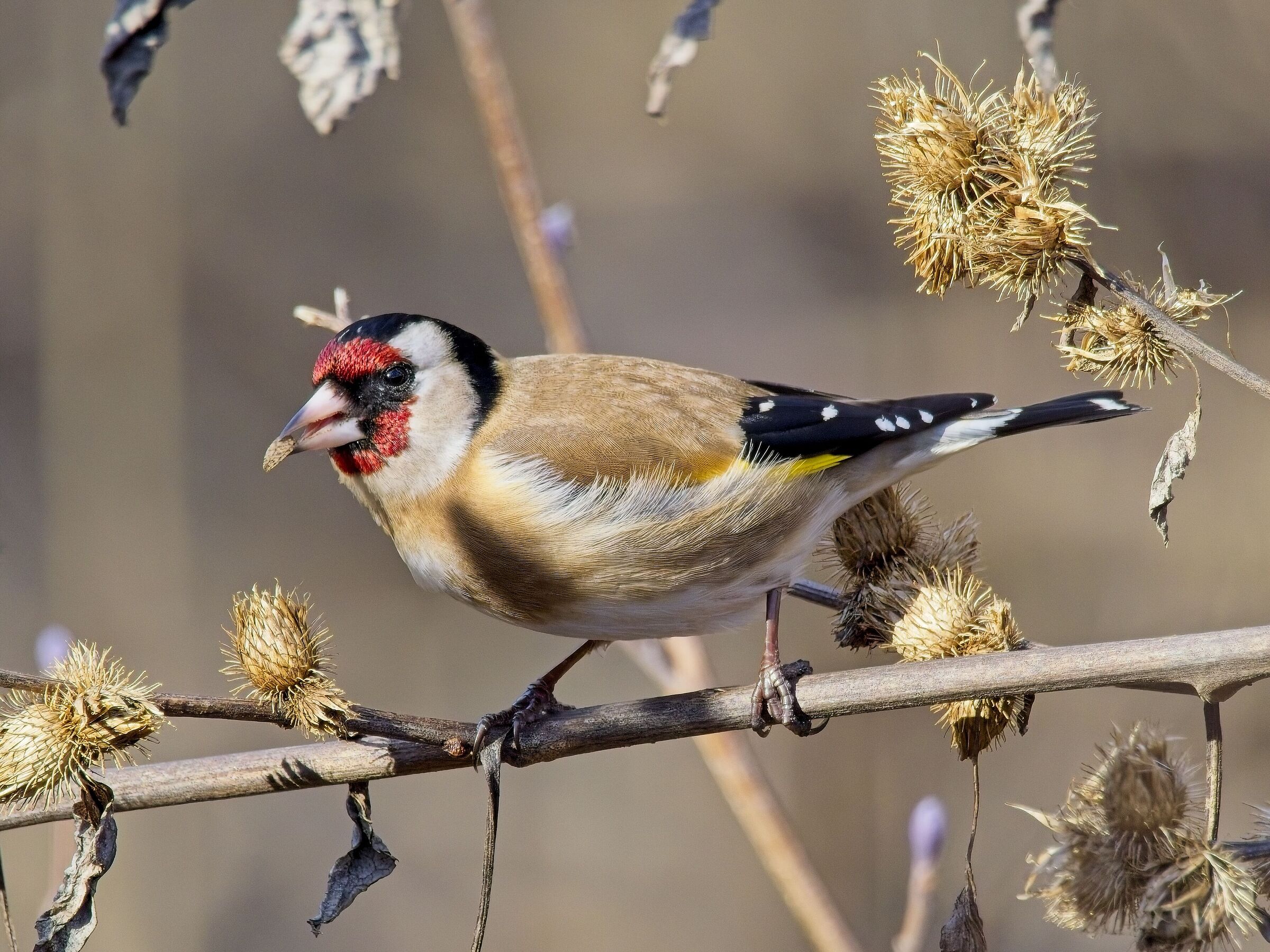 Goldfinch