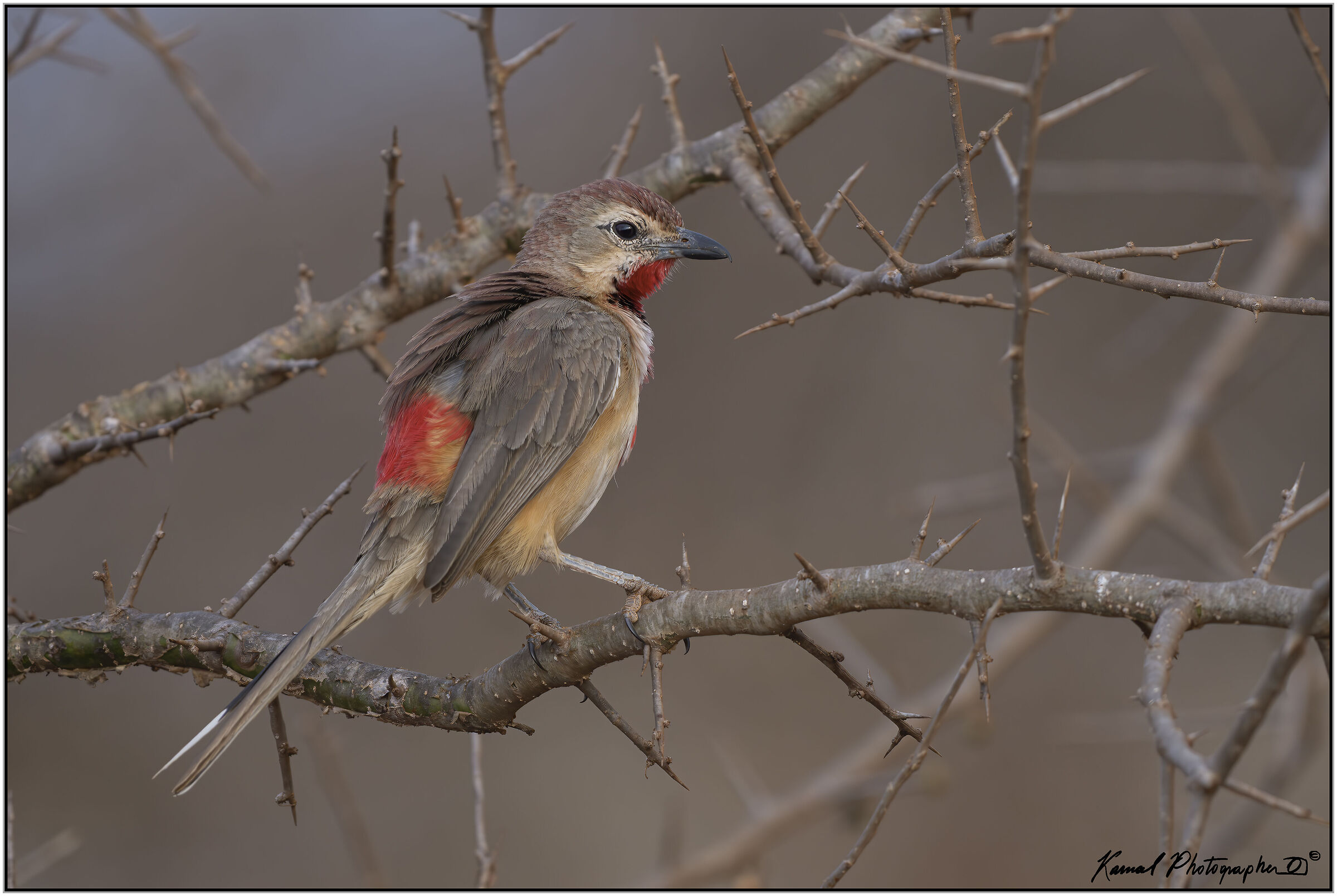 Bushy shrike with pink spots