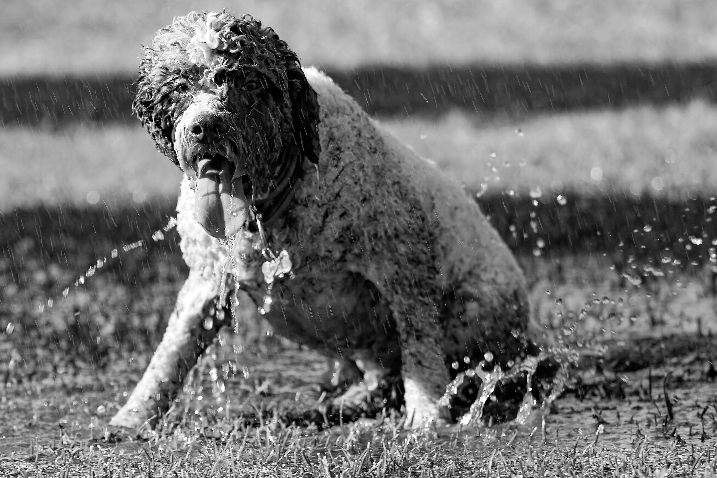 Lagotto Romagnolo