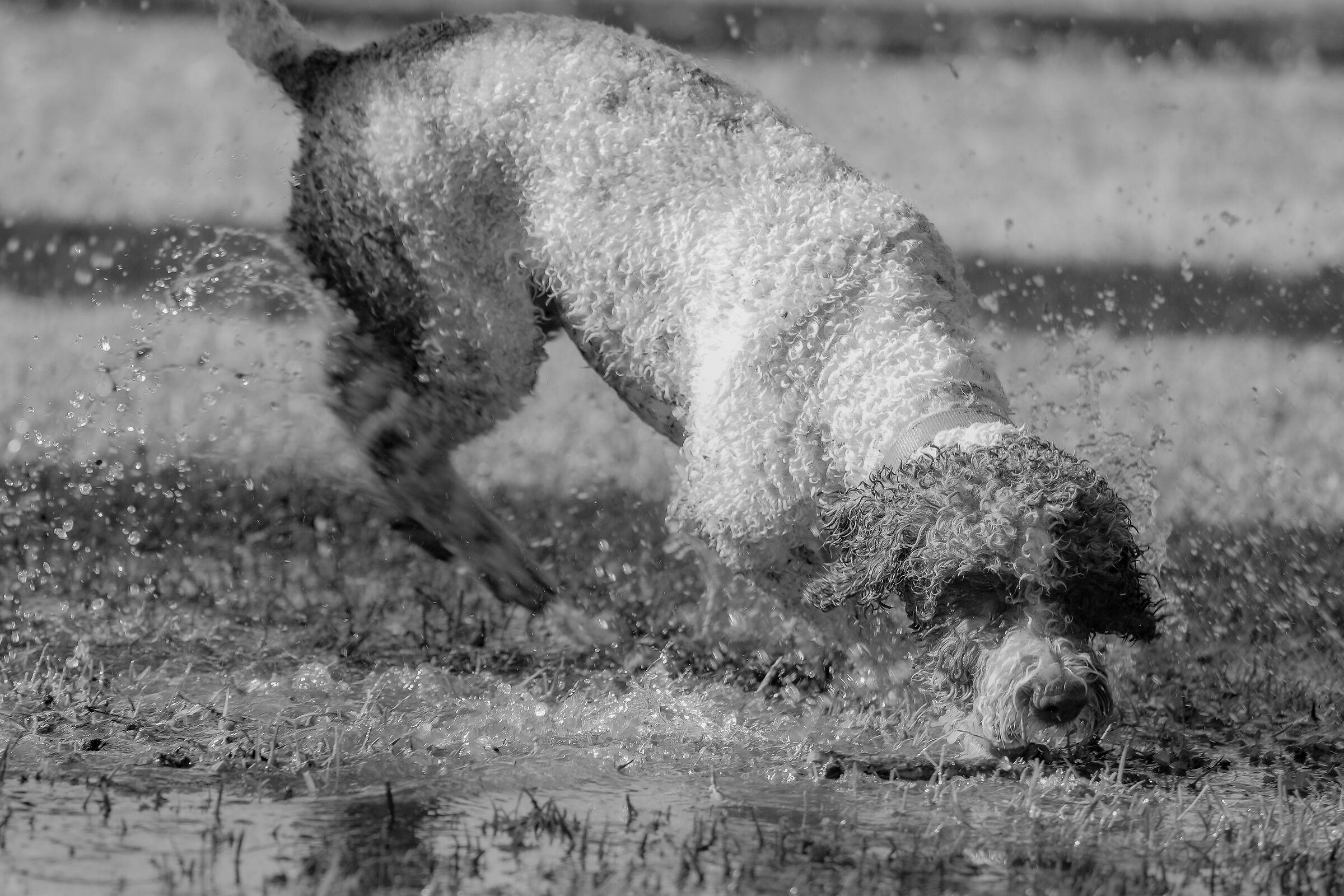 Lagotto Romagnolo