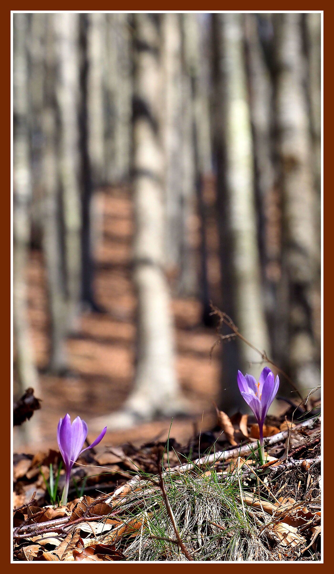 Of Spring messengers