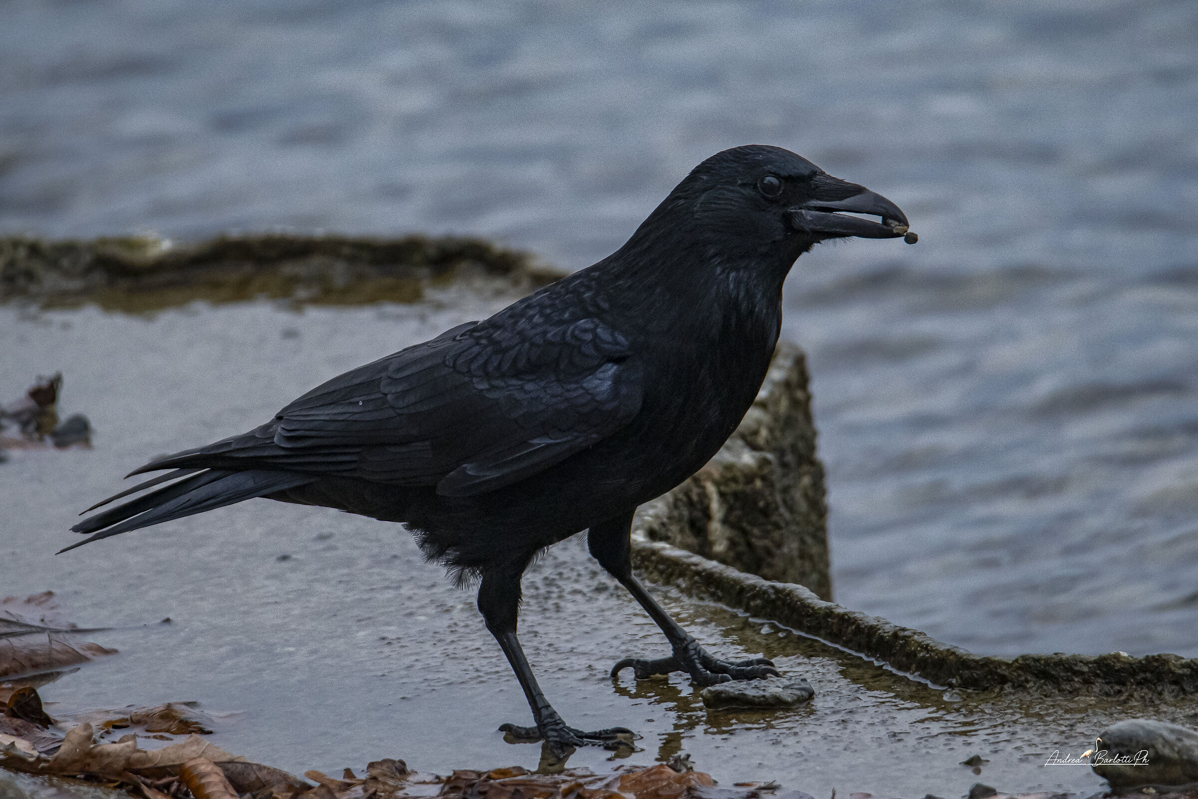 Black crow