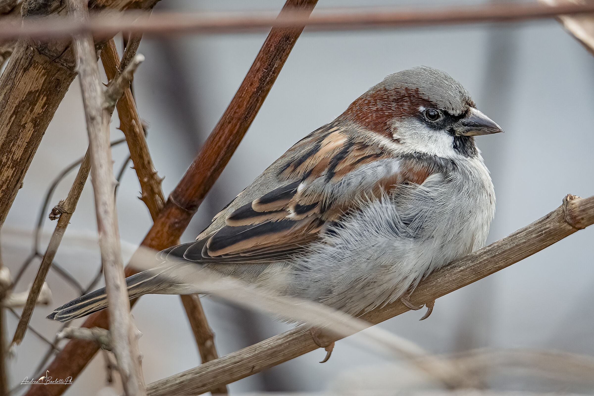 Eurasian Sparrow