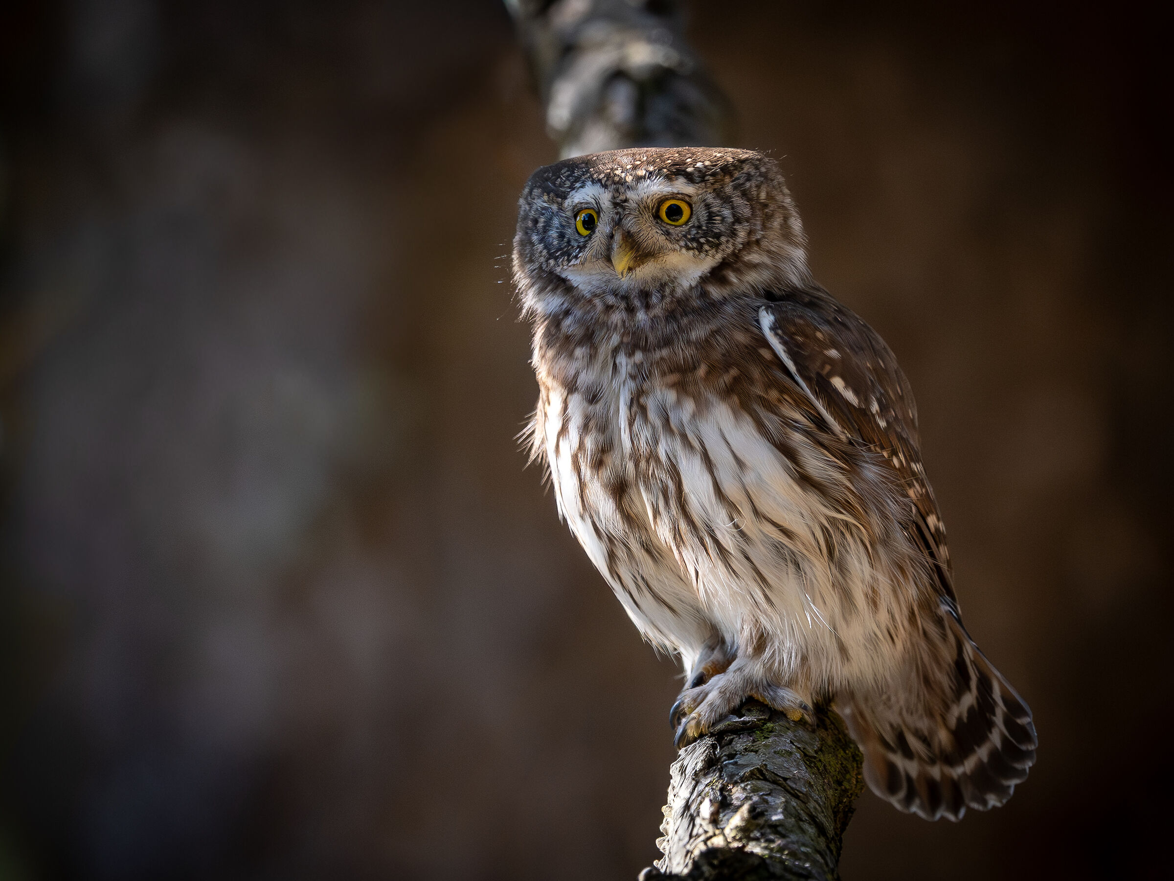 Civetta nana guardinga