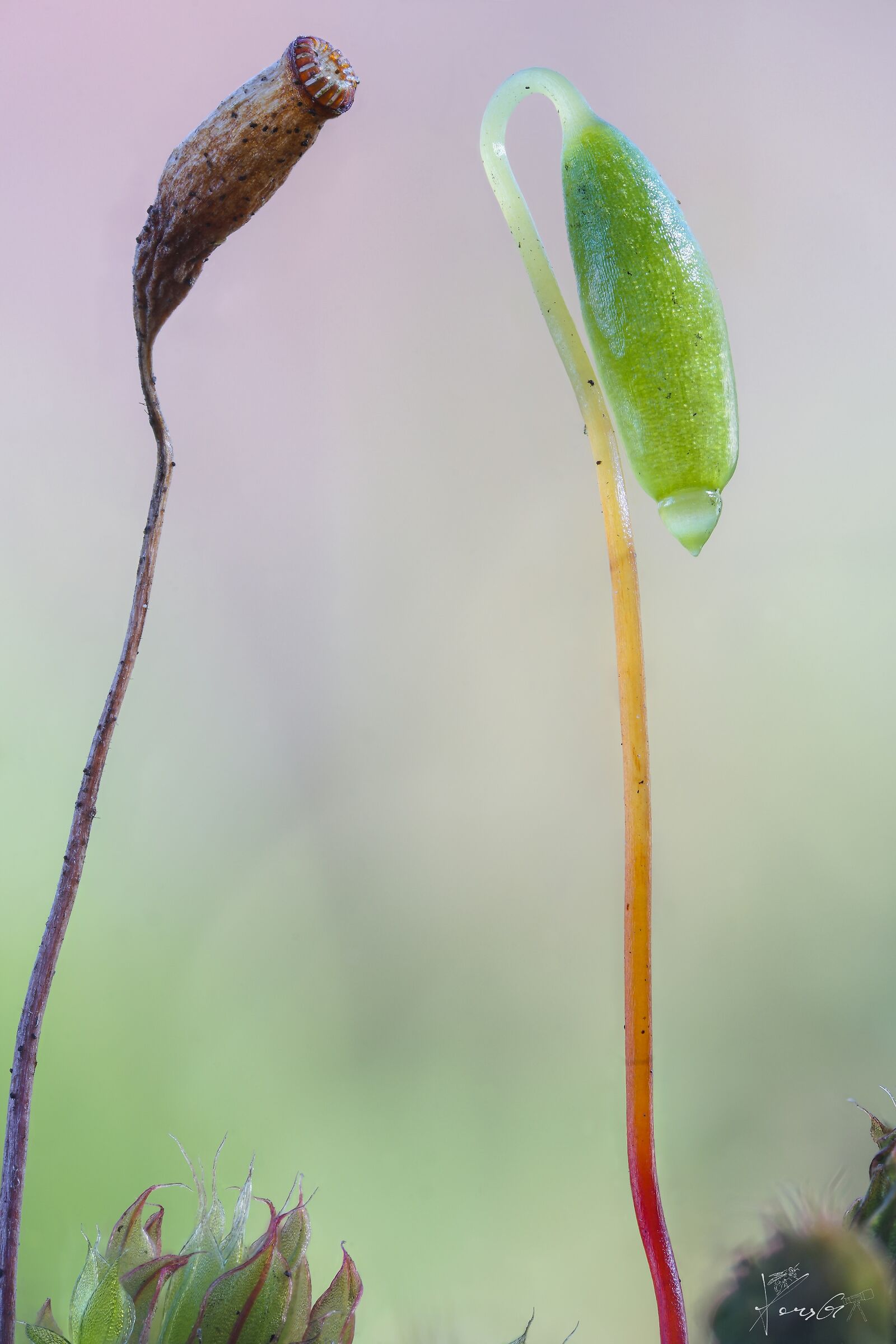 I lampioni dei puffi