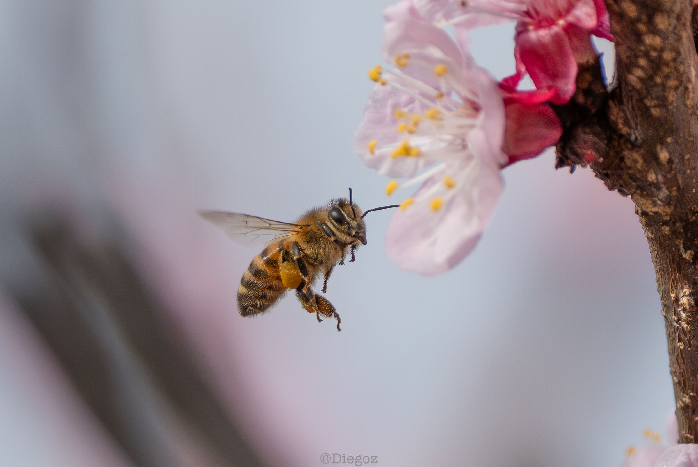 La primavera bussa alle porte
