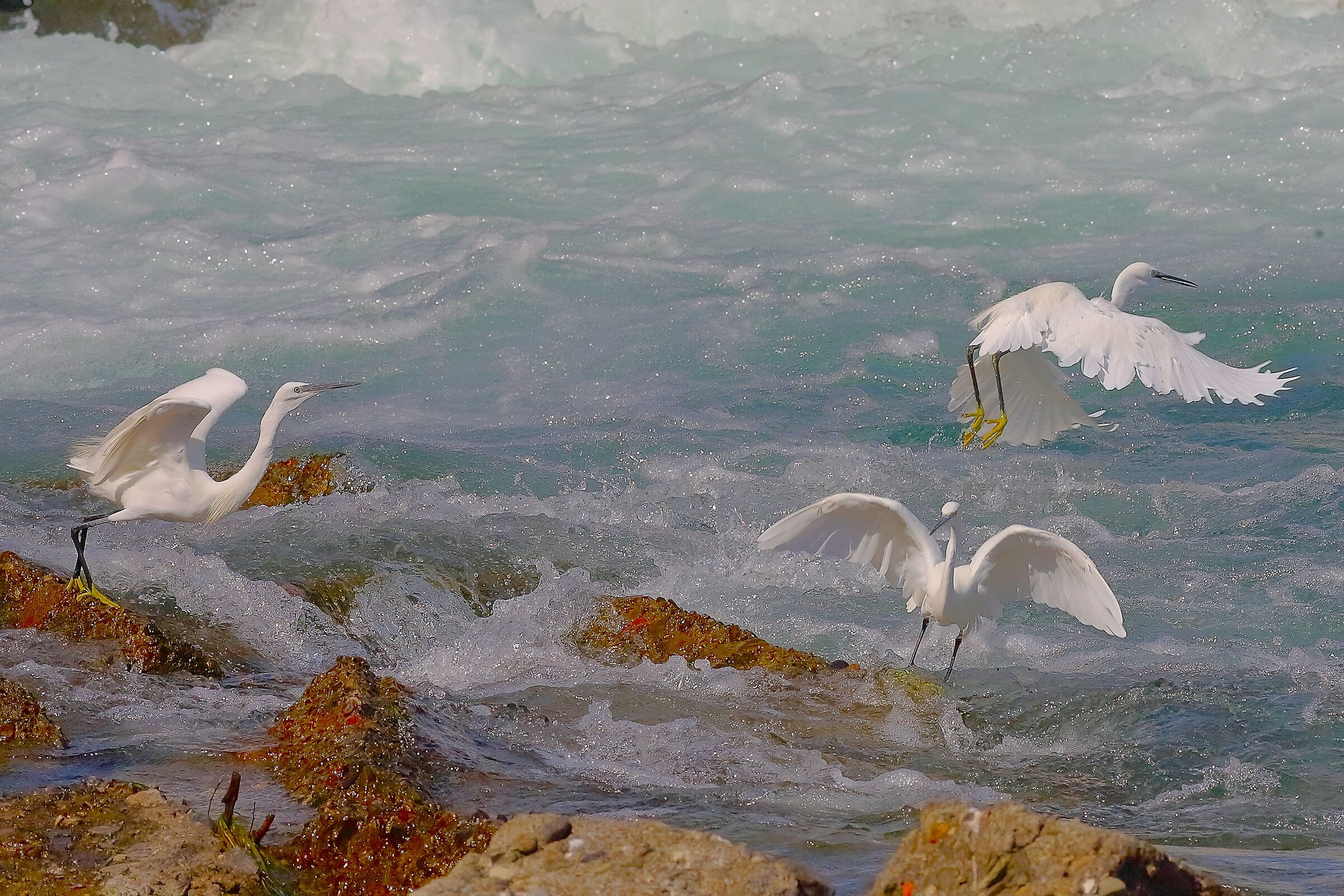 Little Egret 18 September 2025 - 0050