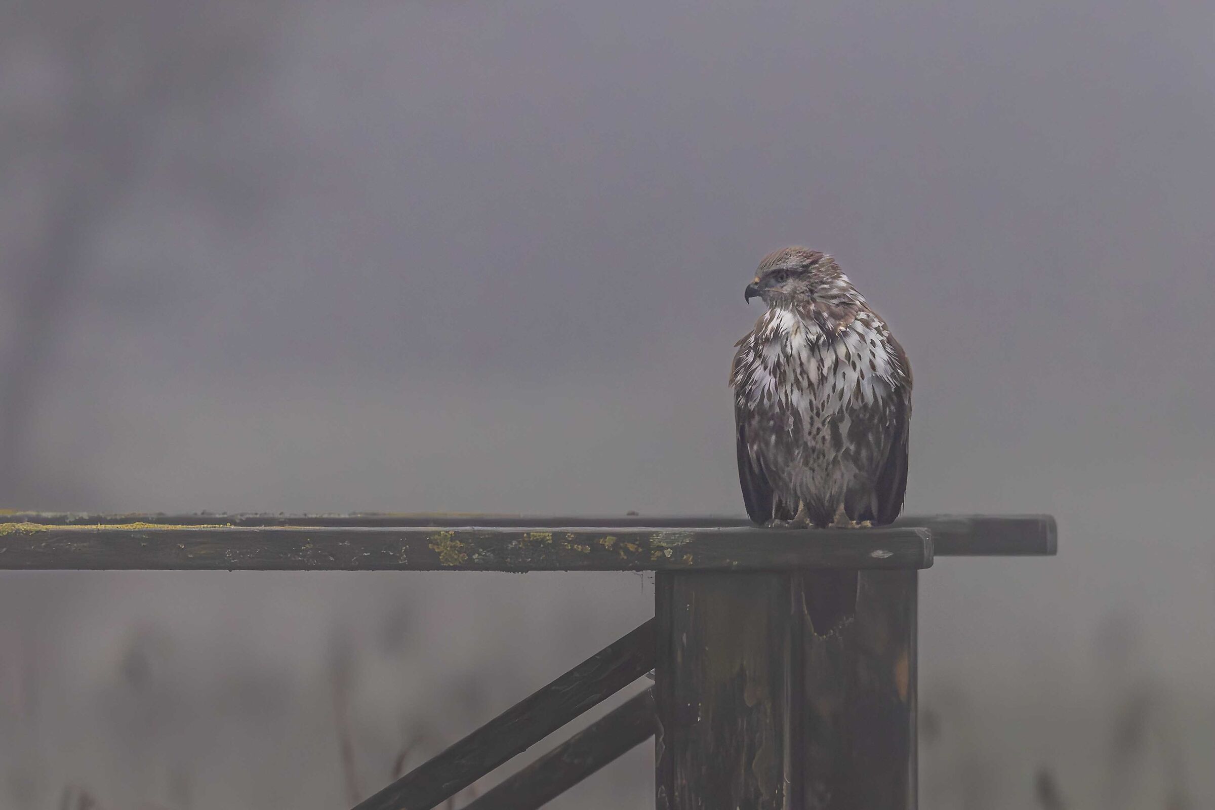 A caccia immersa nella nebbia