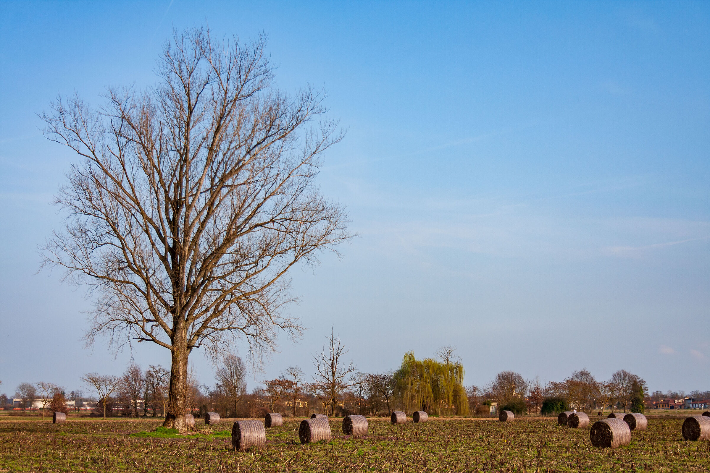 Soon it will be spring