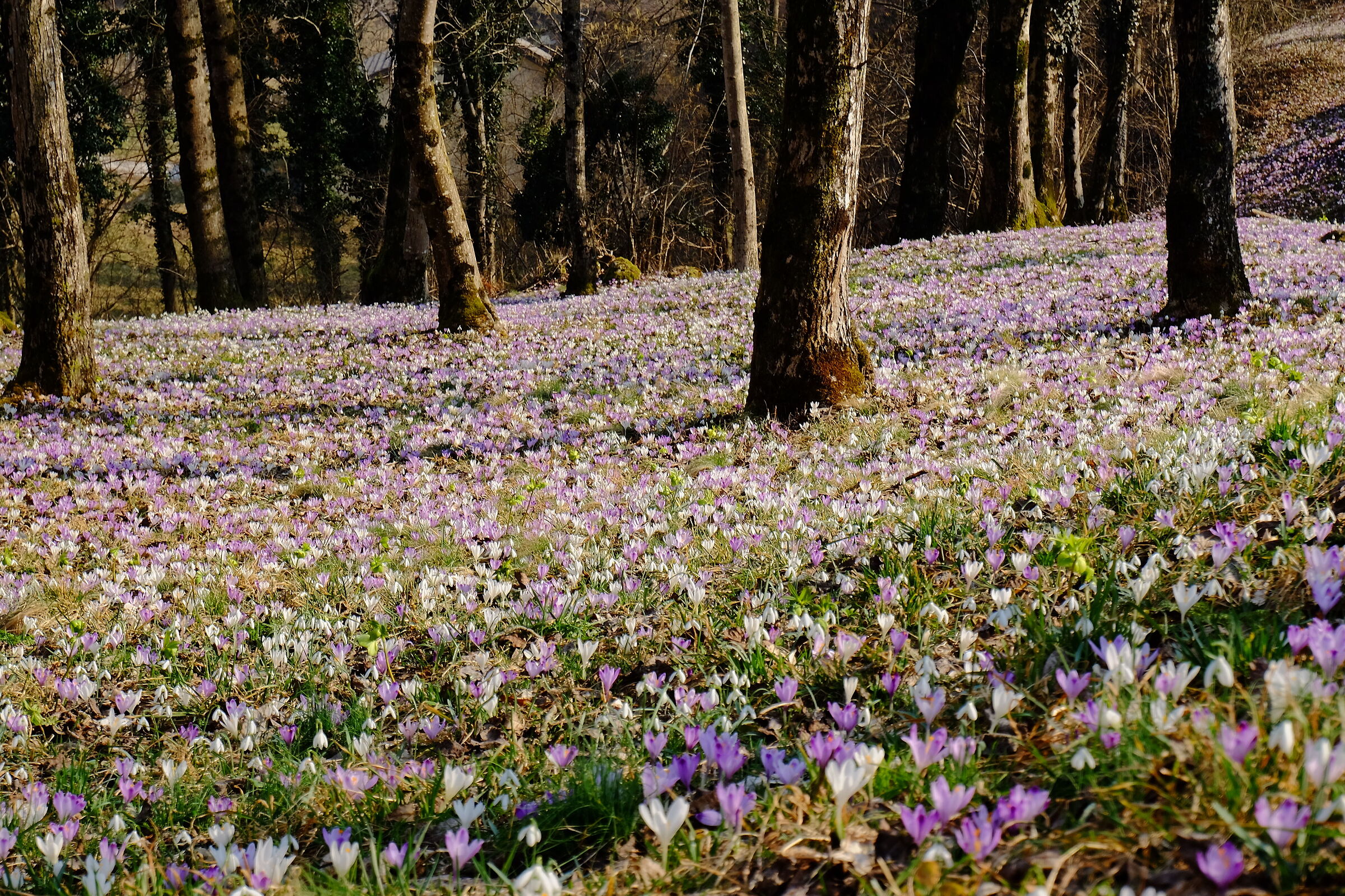 Tappeto di crocus