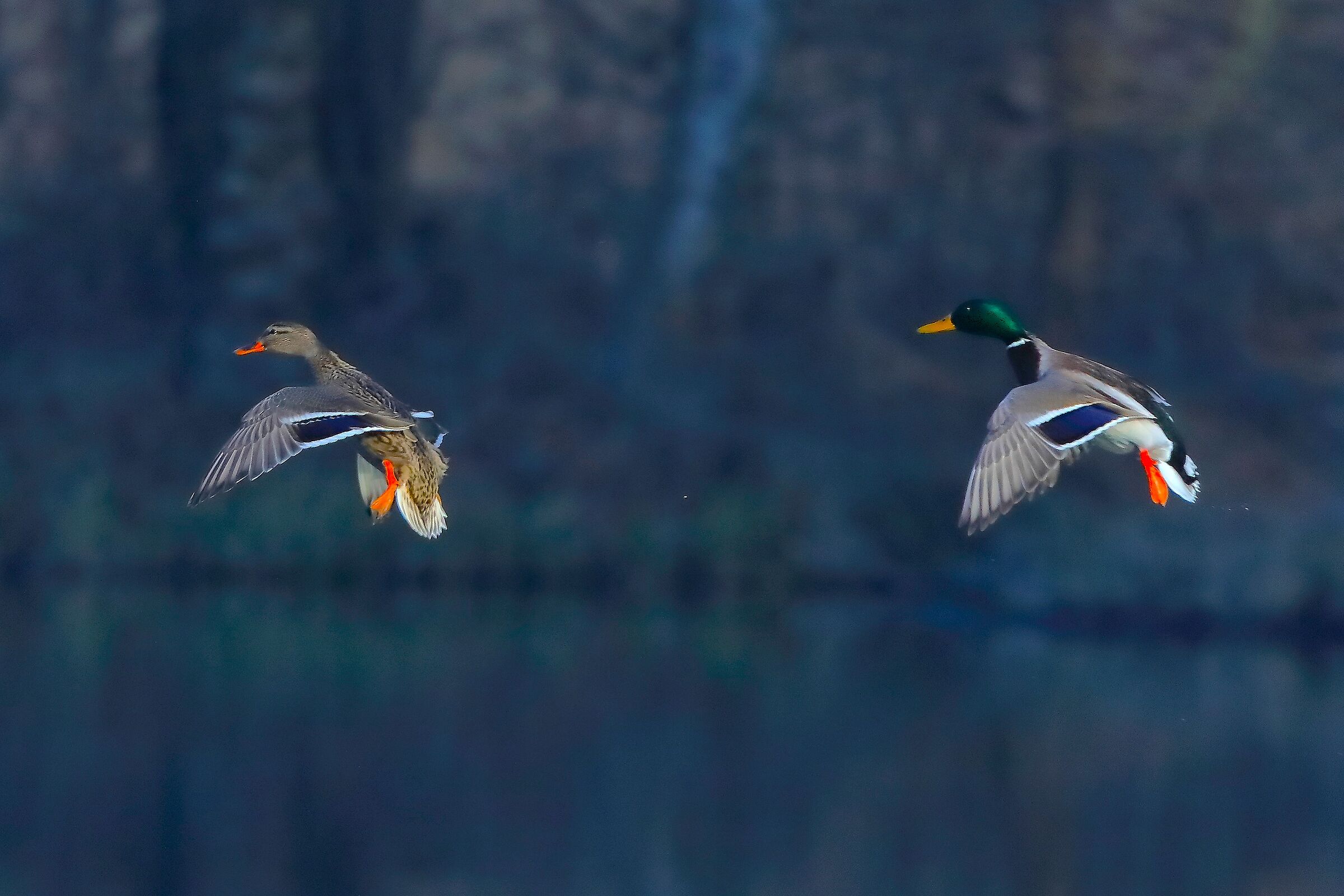 Germani 24 gennaio 2024