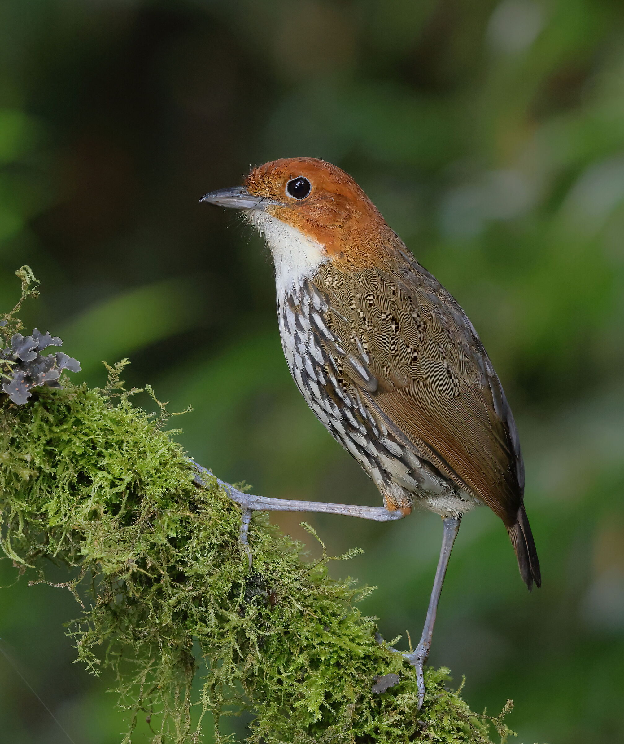 Pitta formichiera dalla corona rossiccia