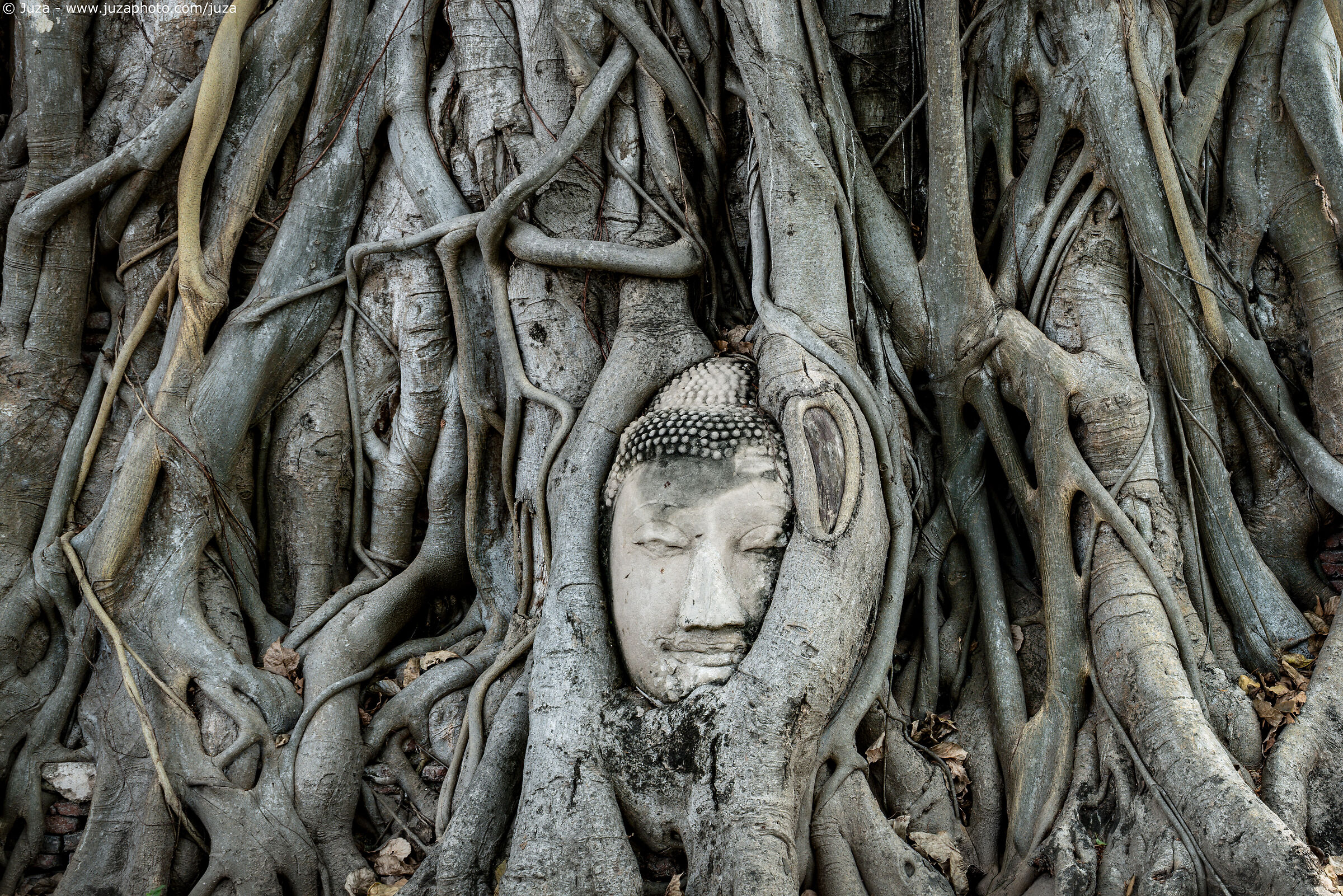 Il Buddha di Ayutthaya