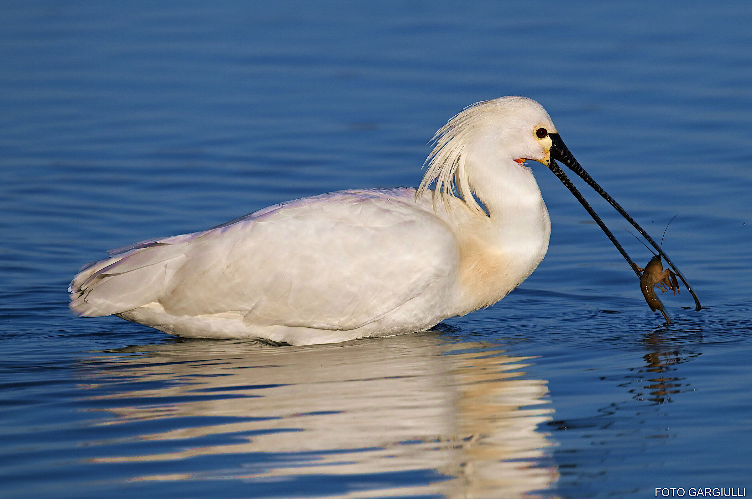 Spatula with prey