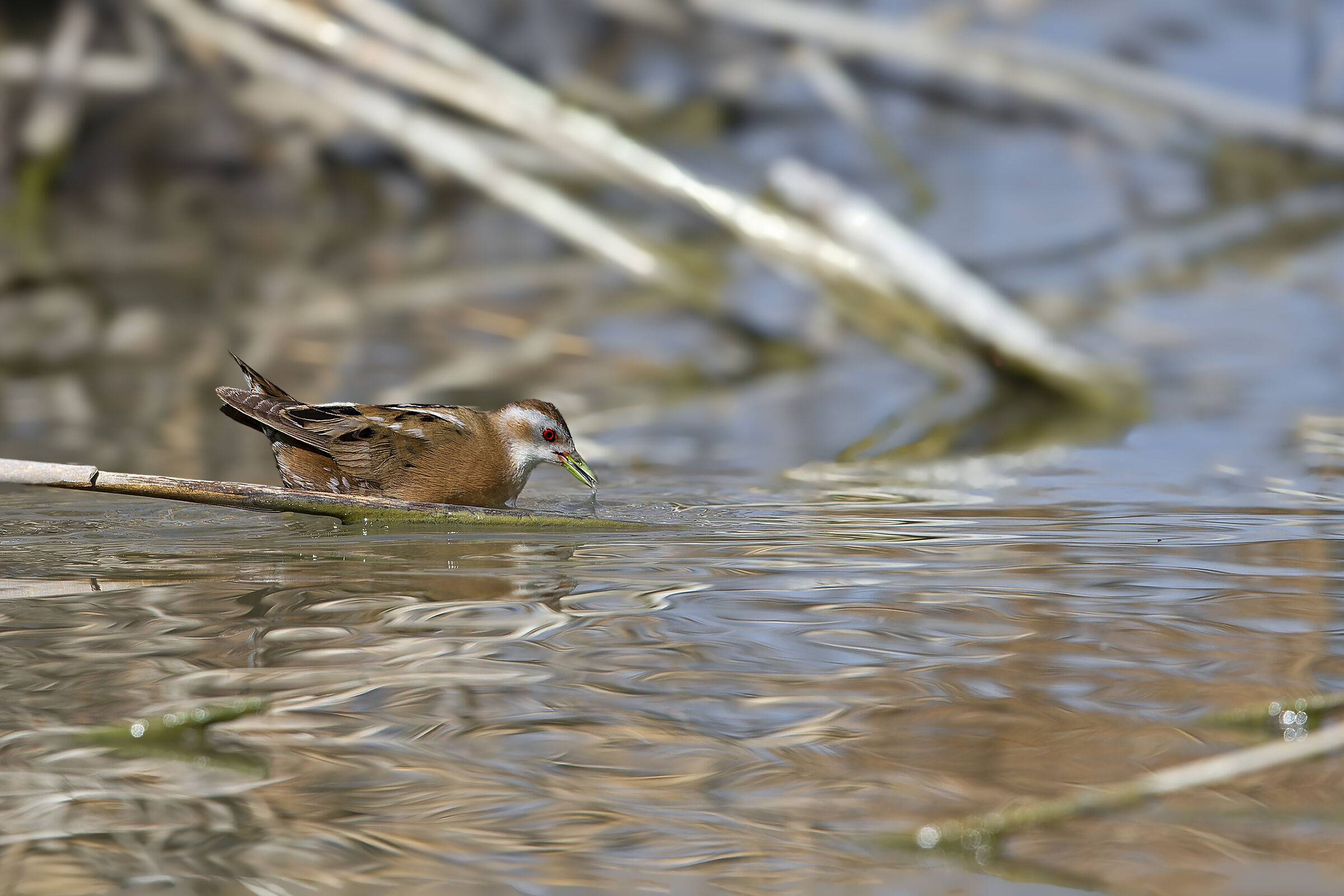 Crake