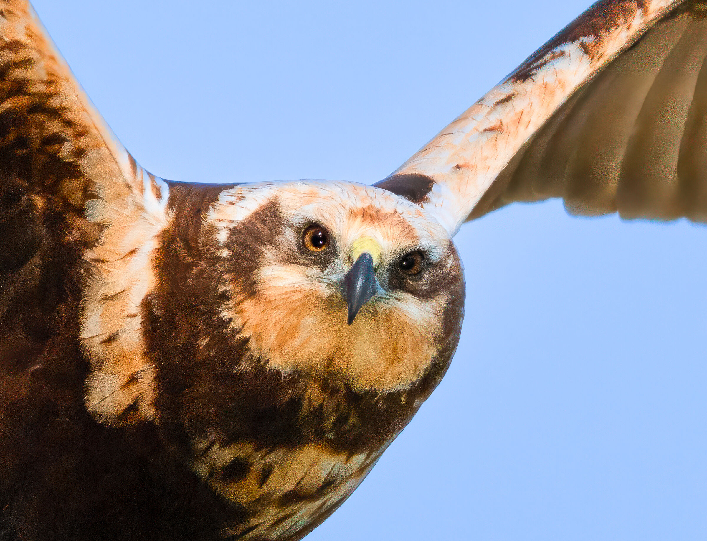 Marsh harrier in flight