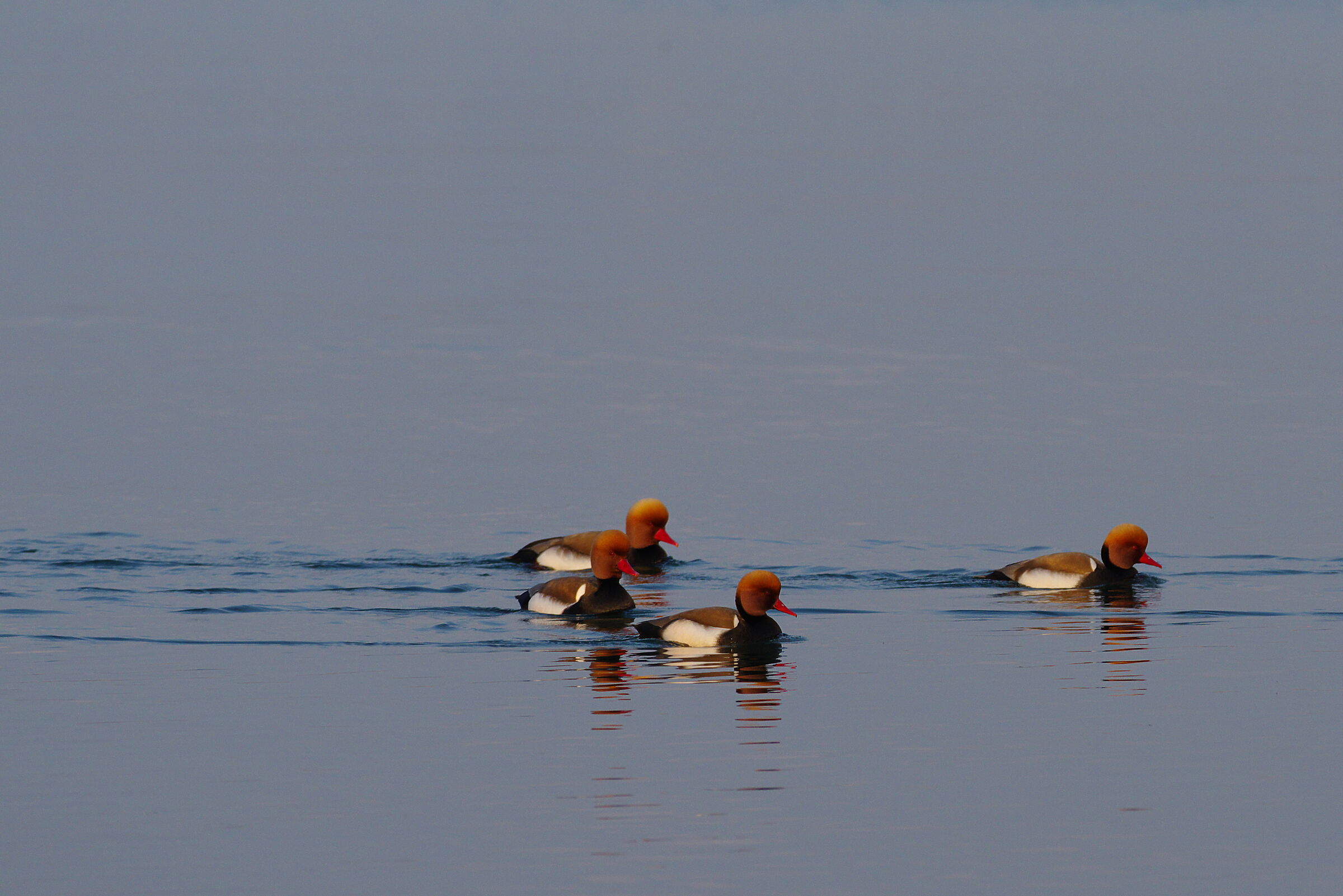 Mamma...li turchi!!!