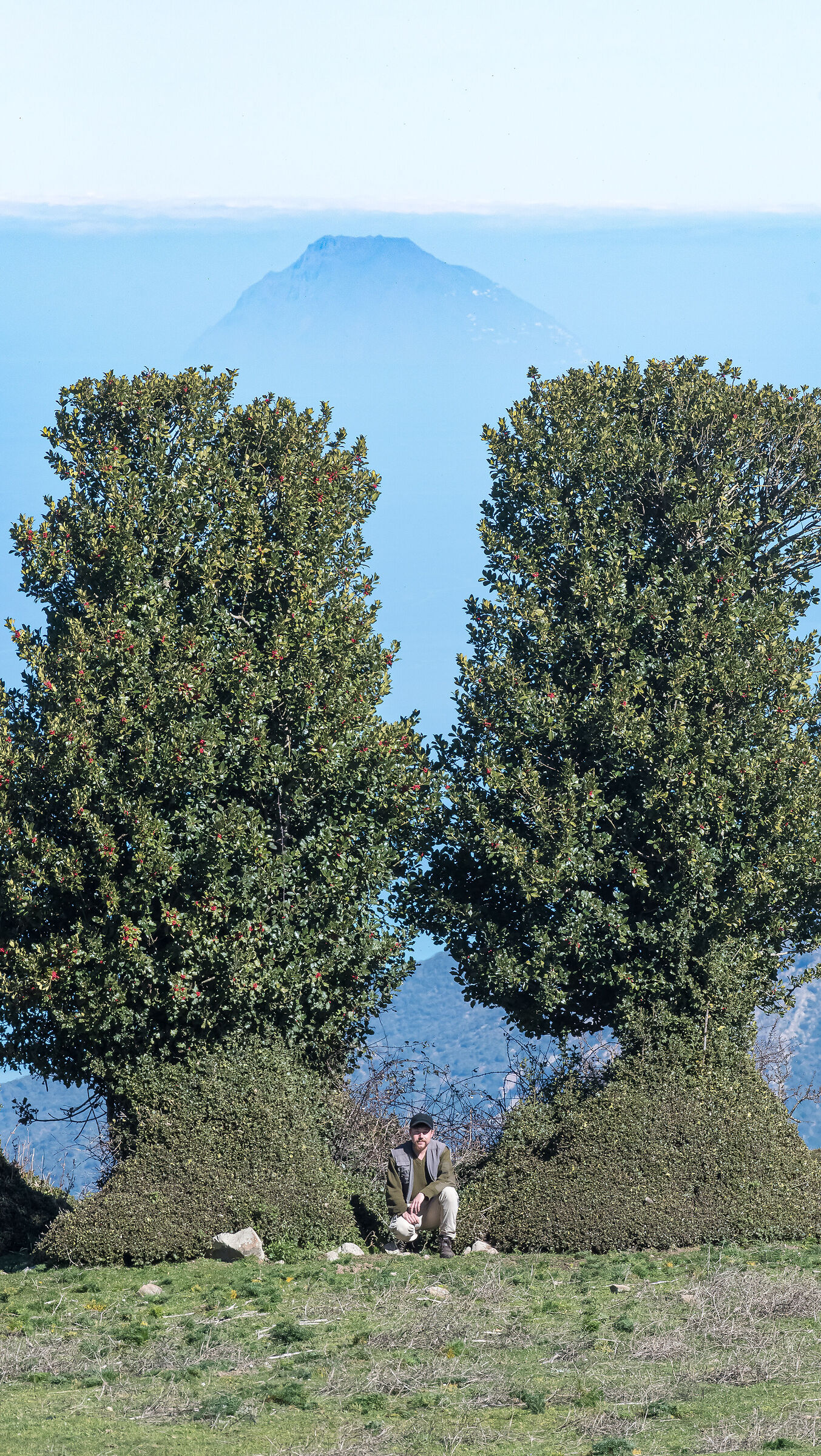 The poetry of giant hollies