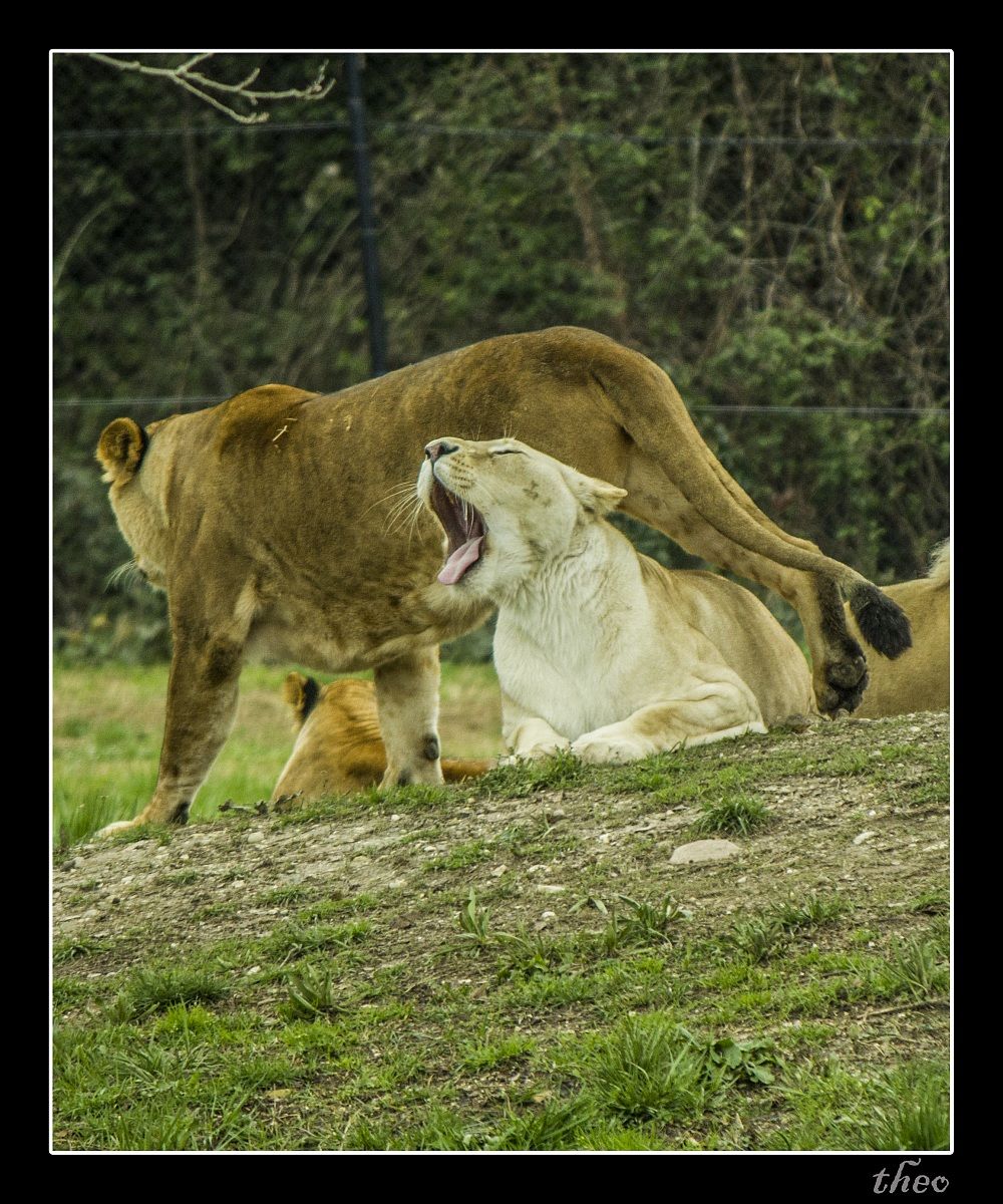 Parco natura viva, 2013 - White Lioness