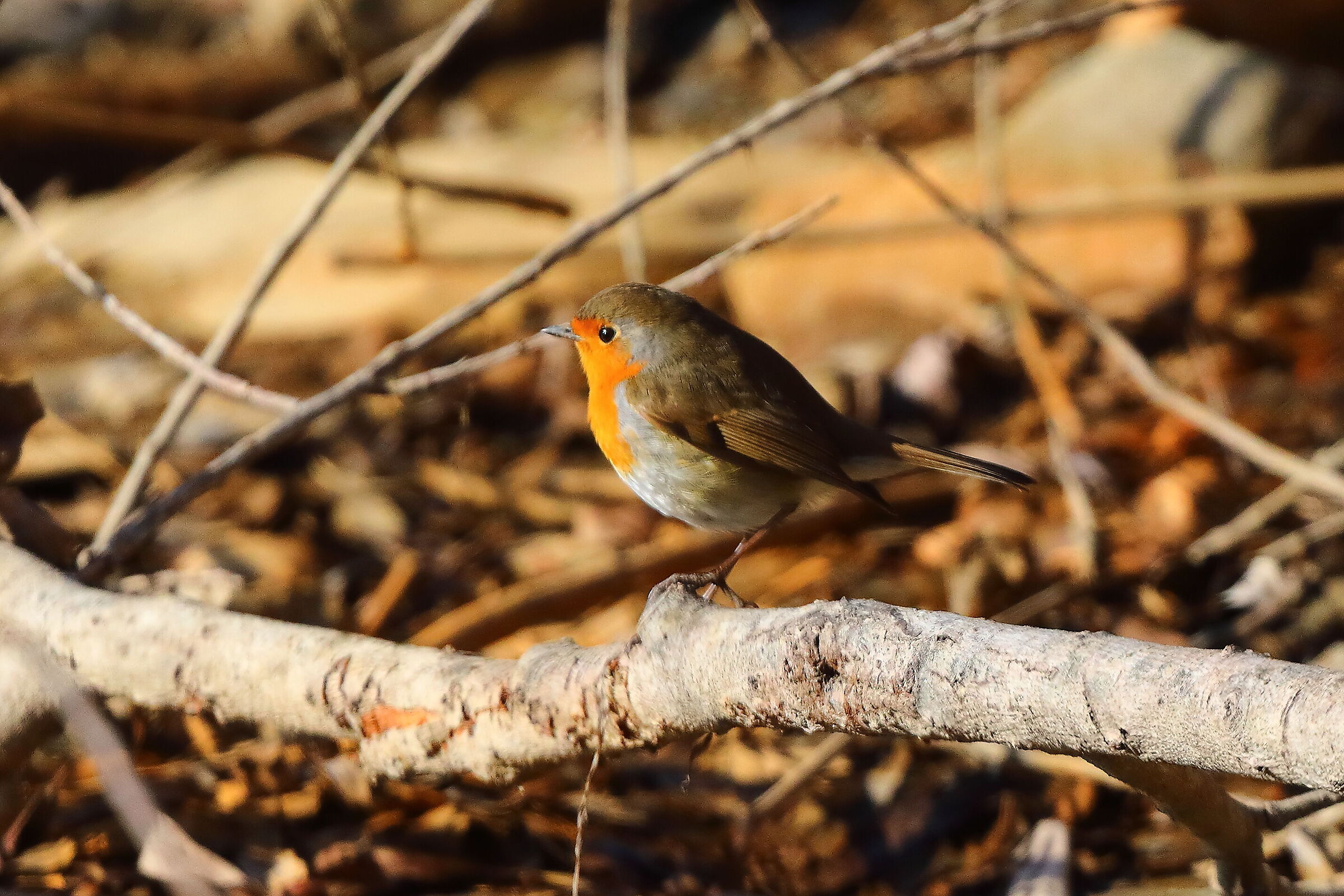 Robin January 04, 2026