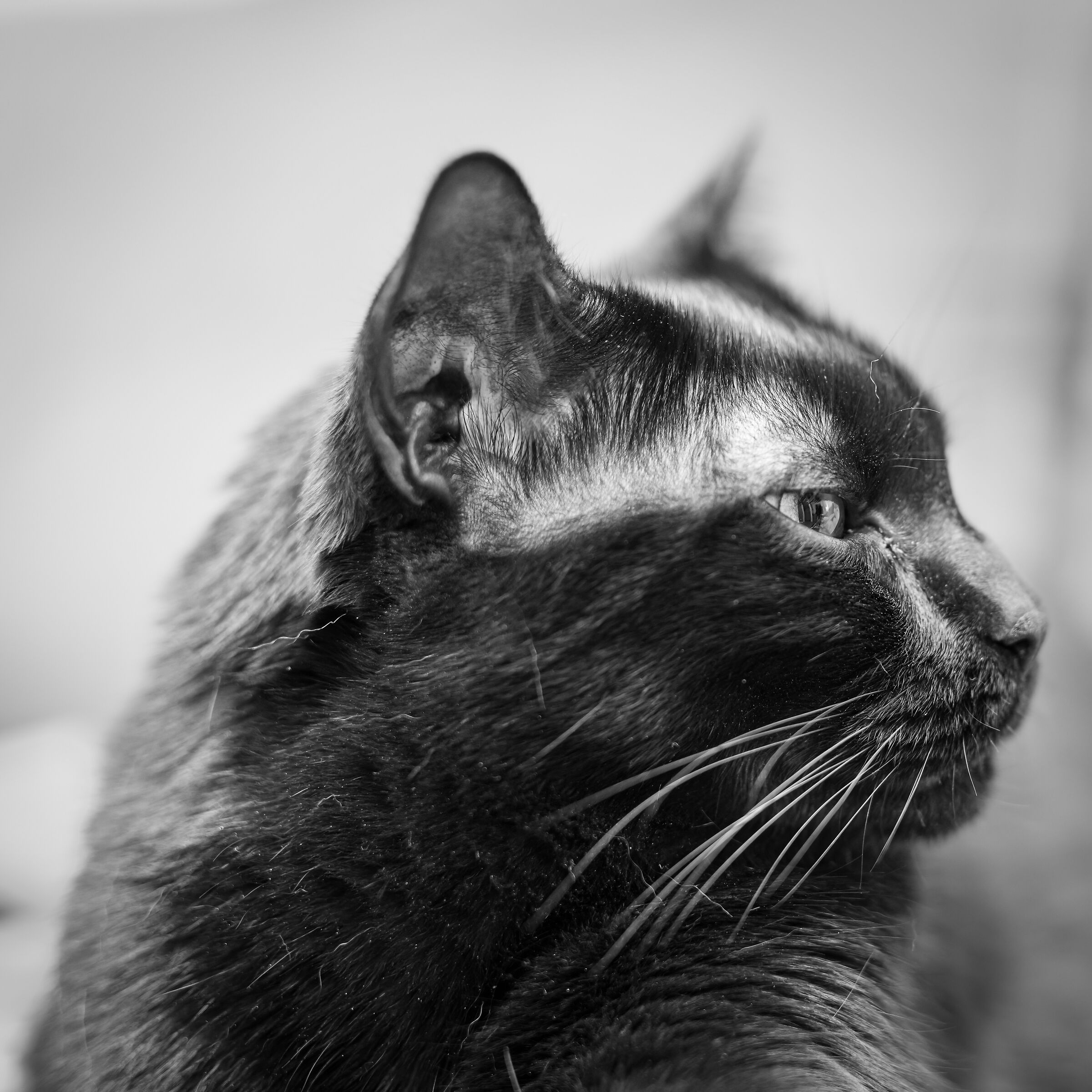 Atena e il ritratto vintage