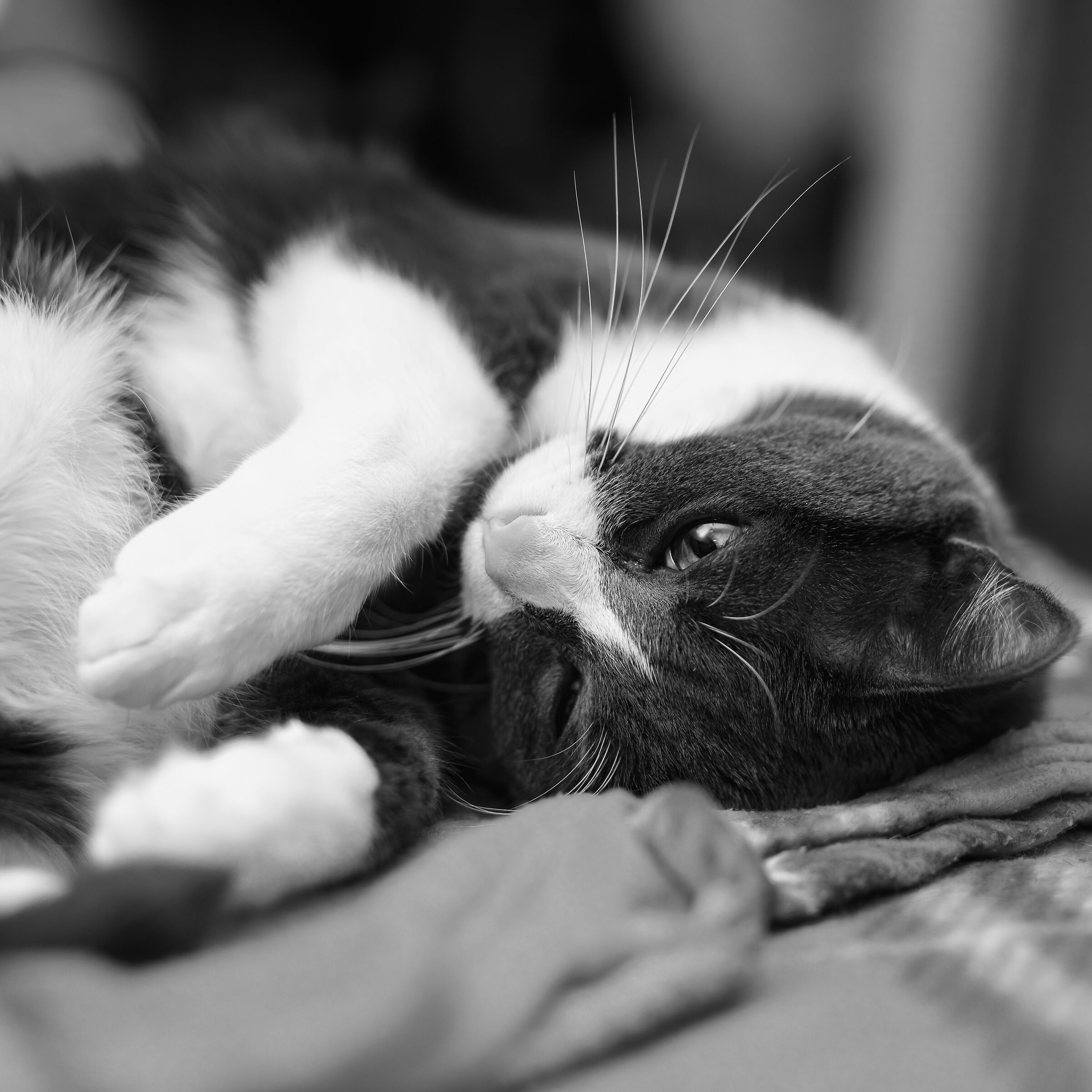 Yuki, il bimbo della casa