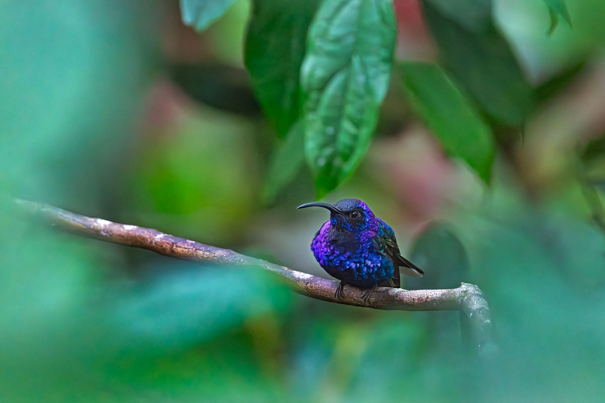 Hummingbird