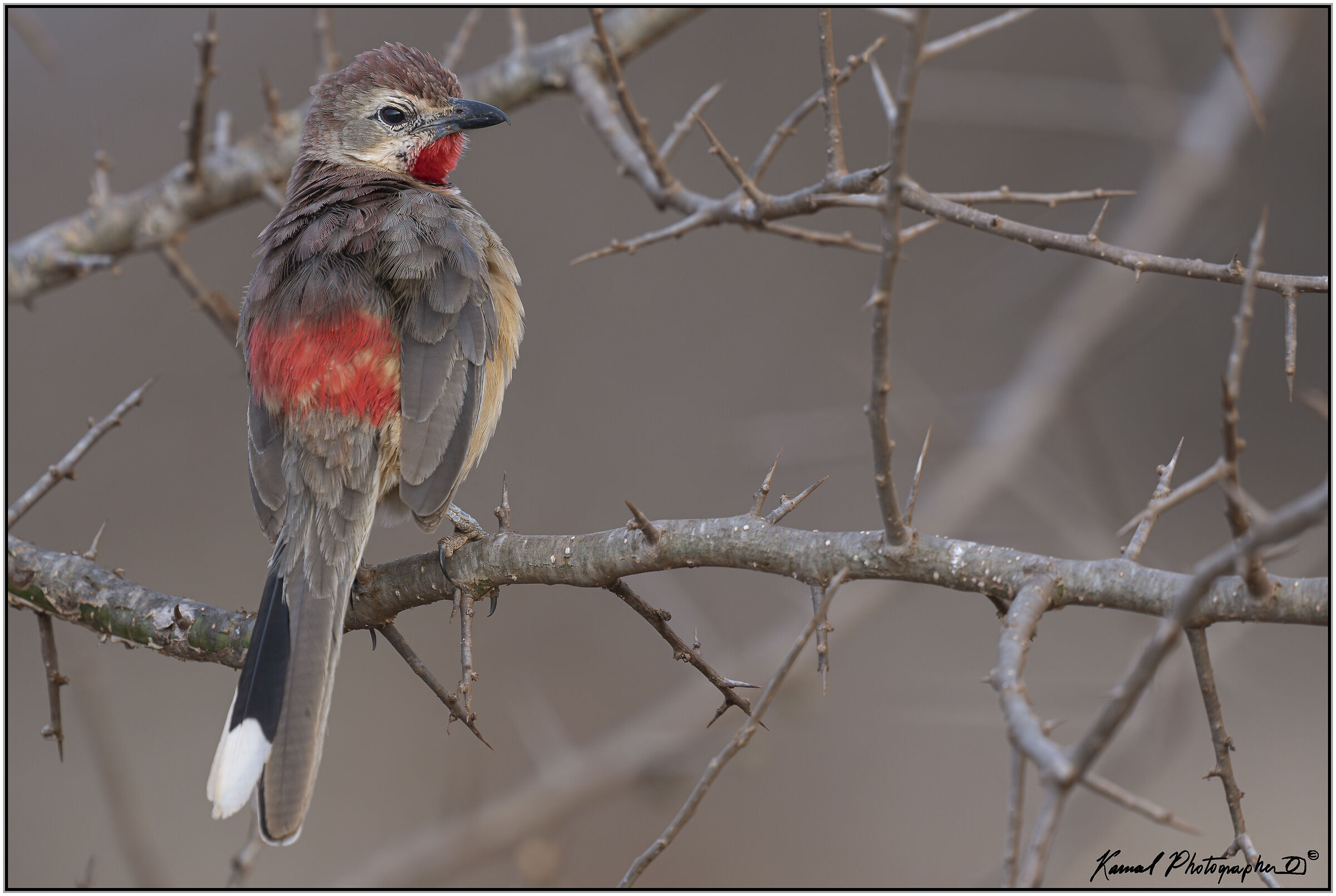 Bushy shrike with pink spots