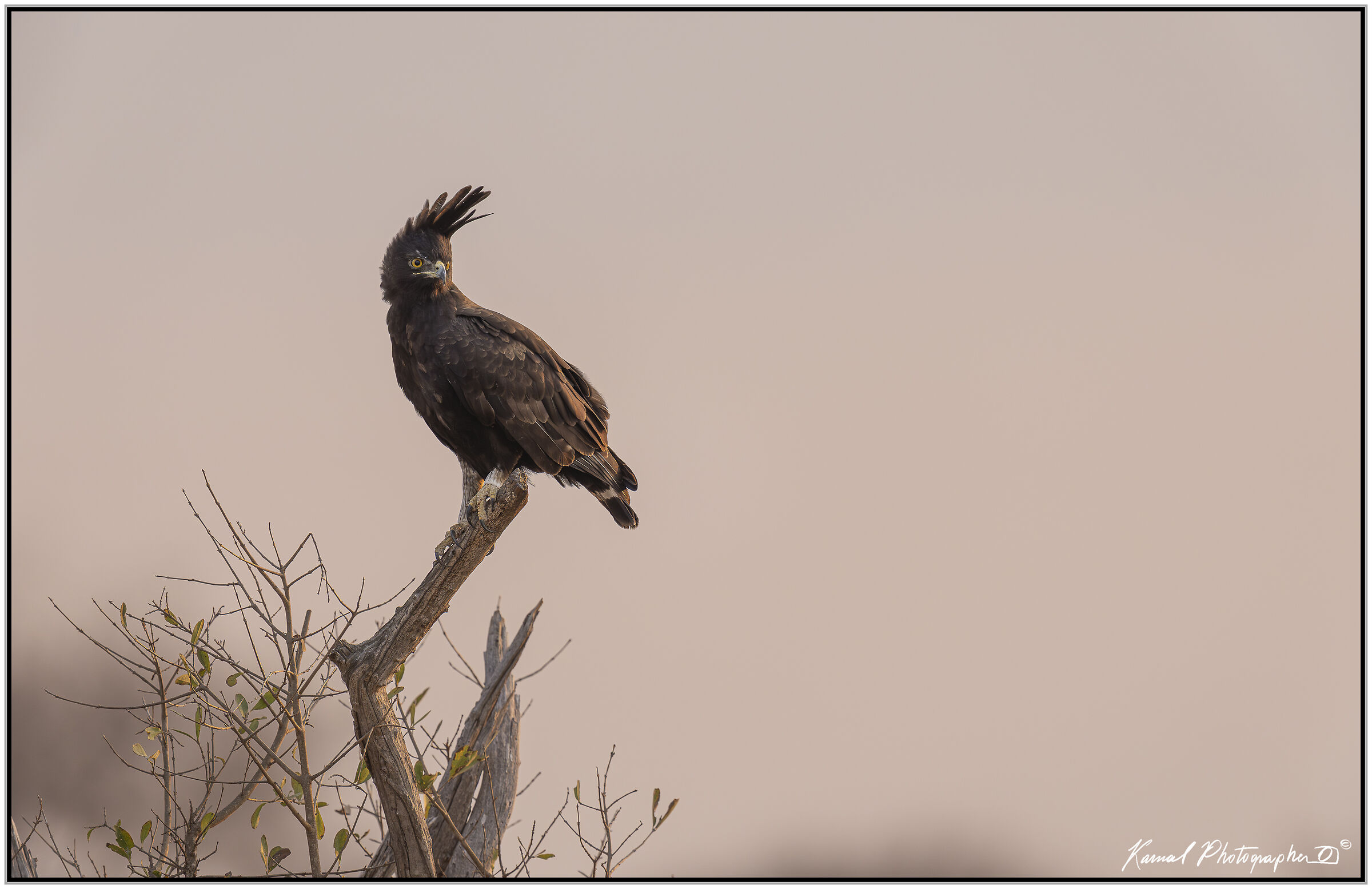 Long-tufted eagle (Lophaetus occipitalis)