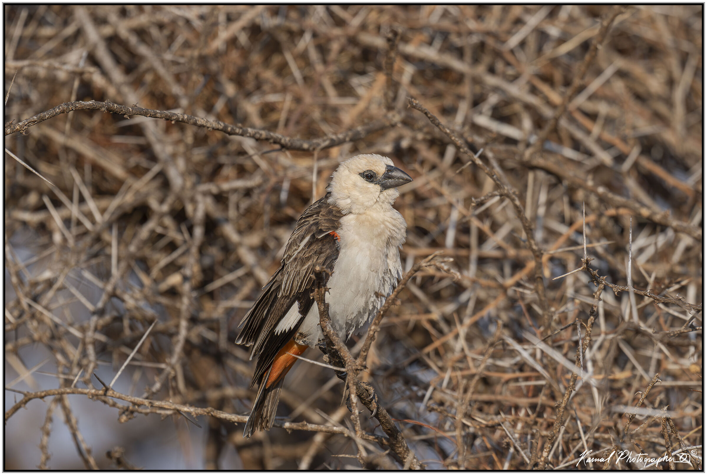 White-headed buffalo weaver (Dinemellia dinemelli)