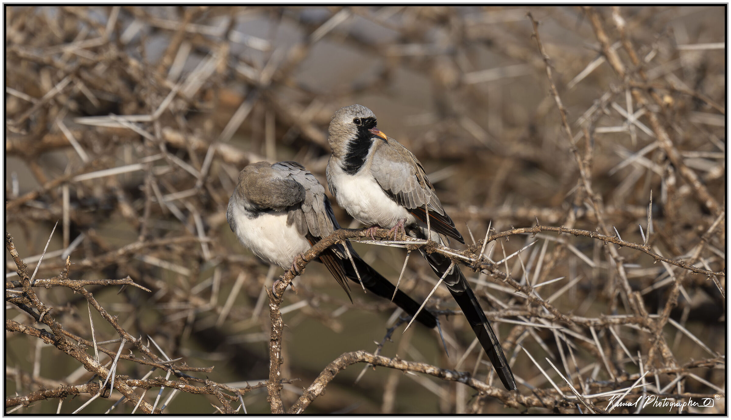 Namaqua turtle doves (Oena capensis)
