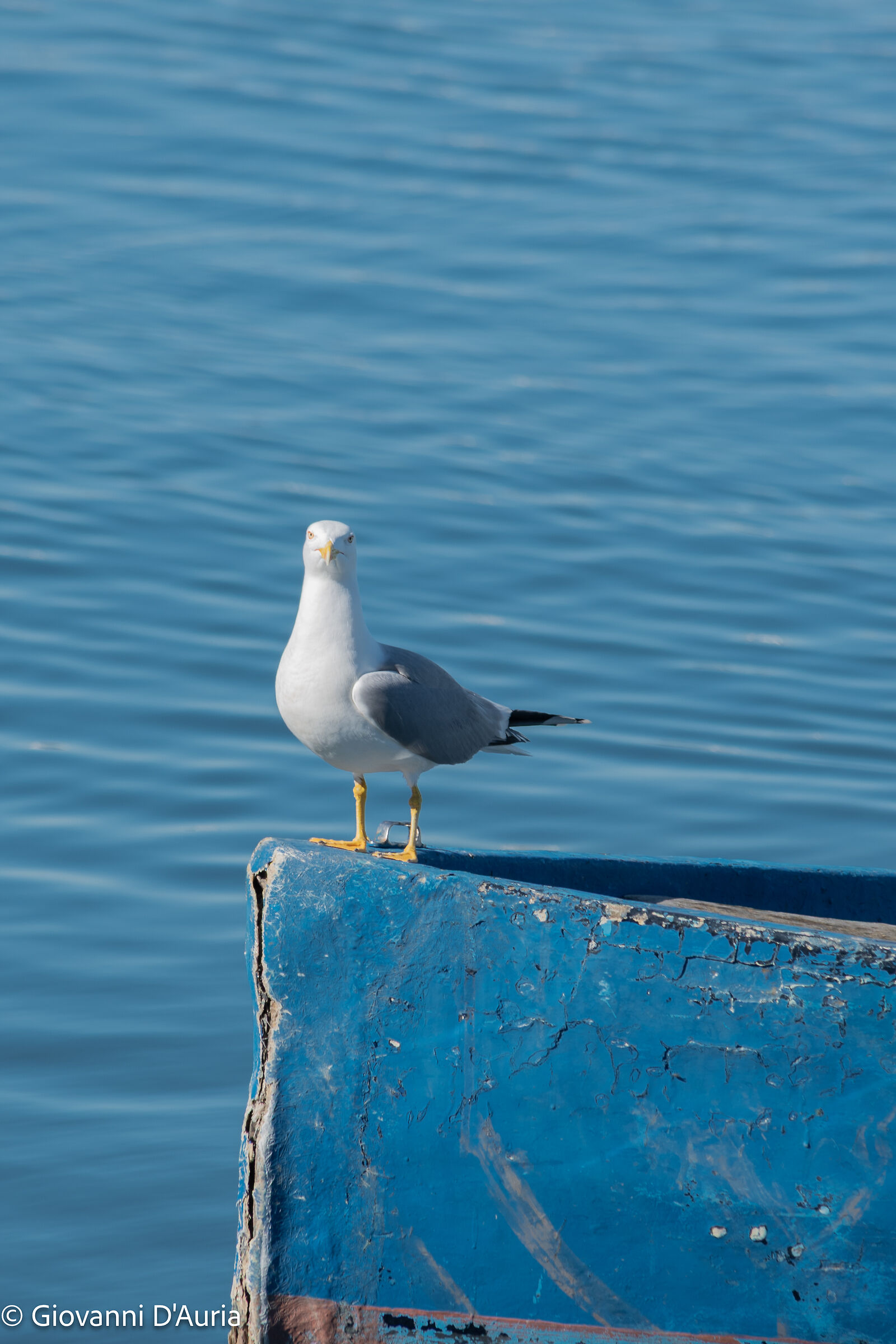 Gabbiano su barca