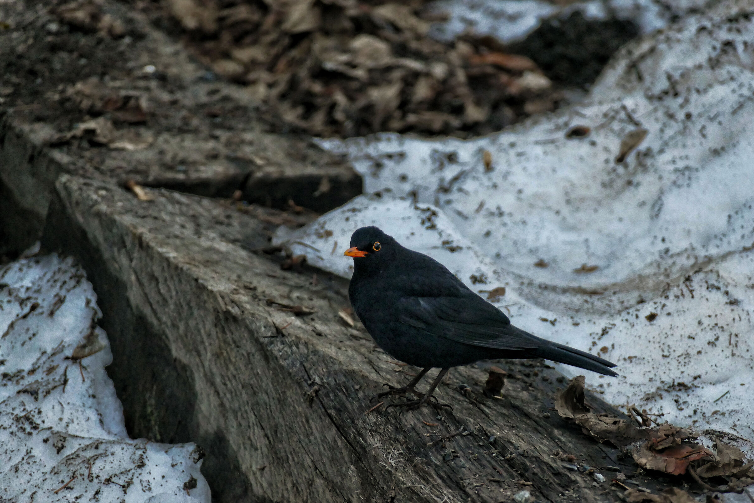 Merlo del Monte bianco