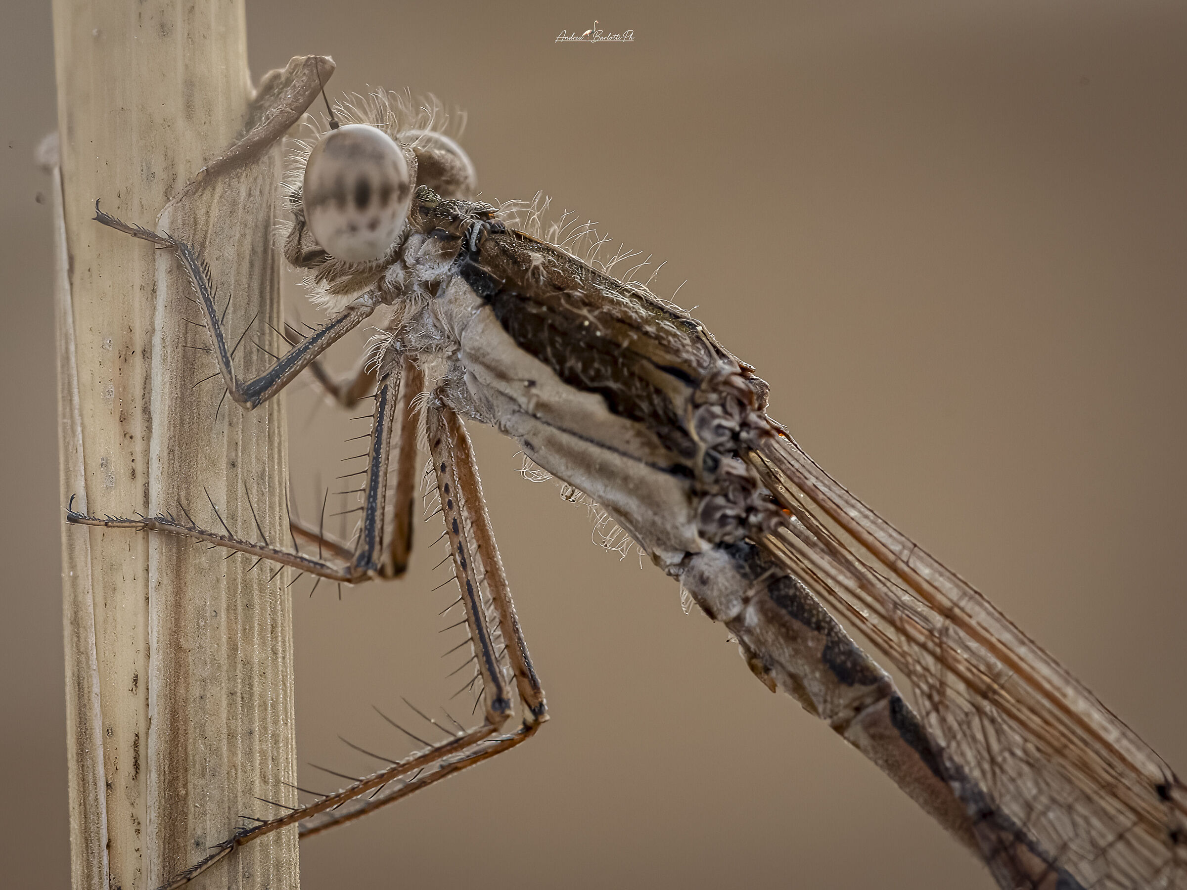 Sympecma fusca