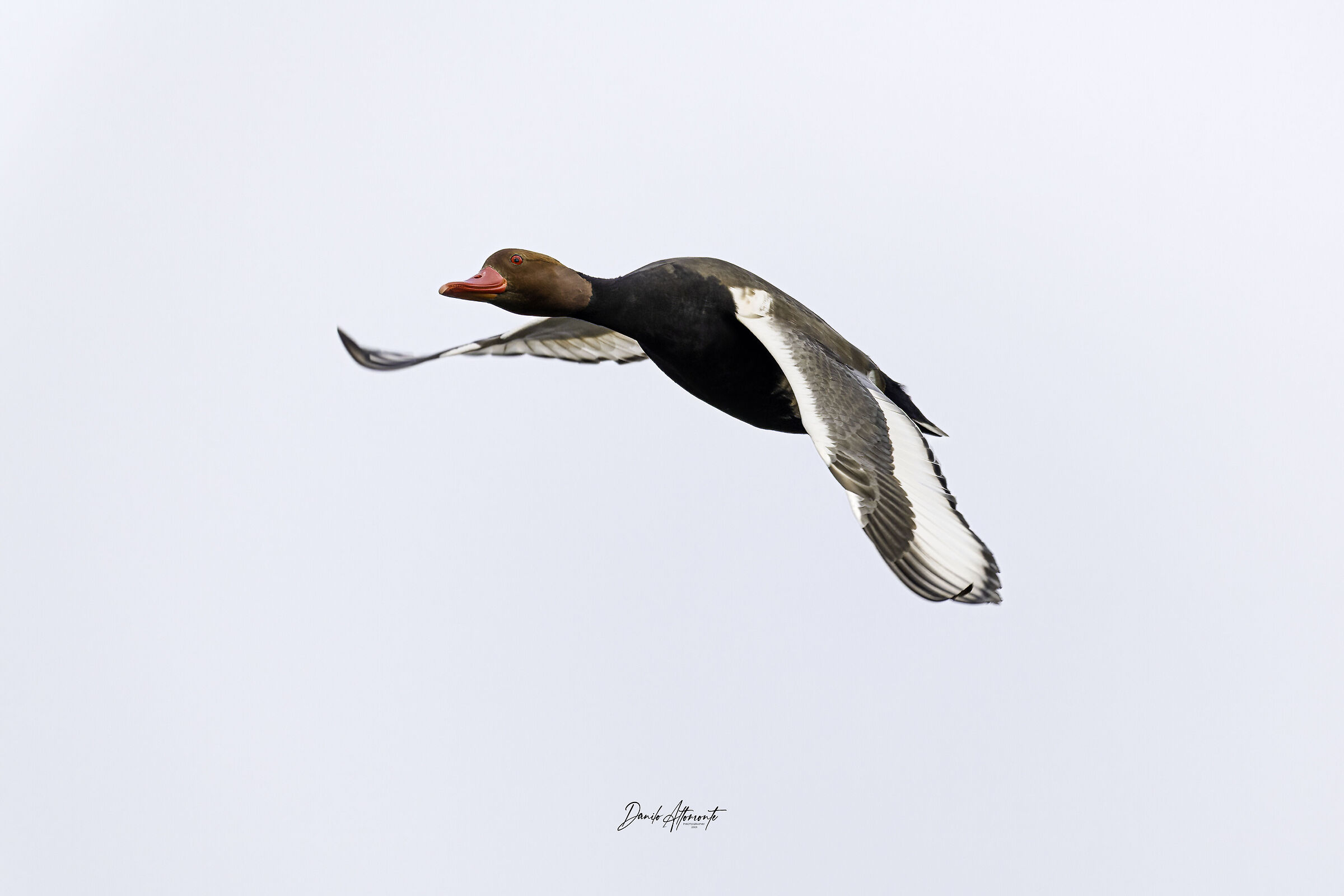 Pochard