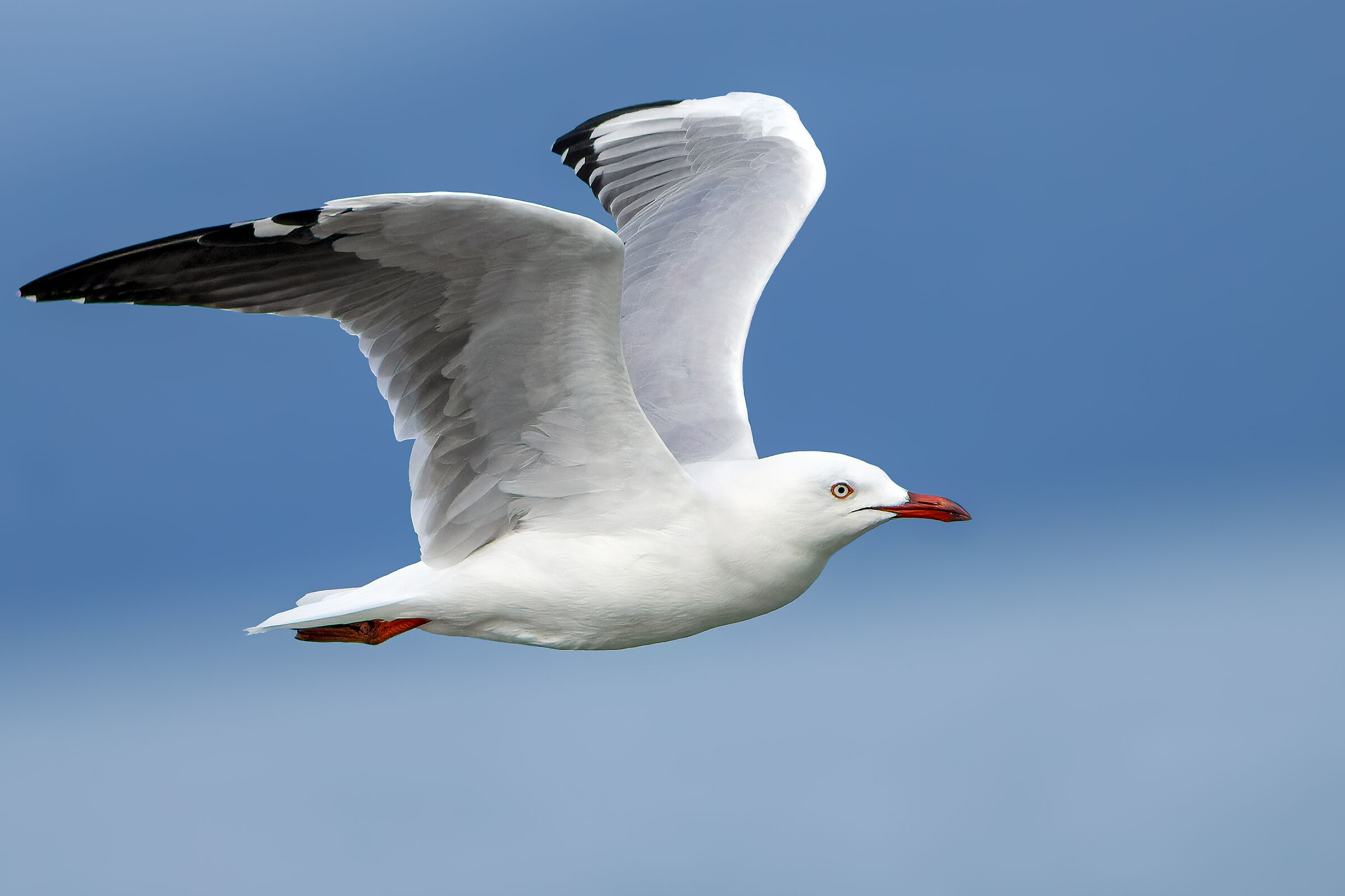 Australian Grey Gull