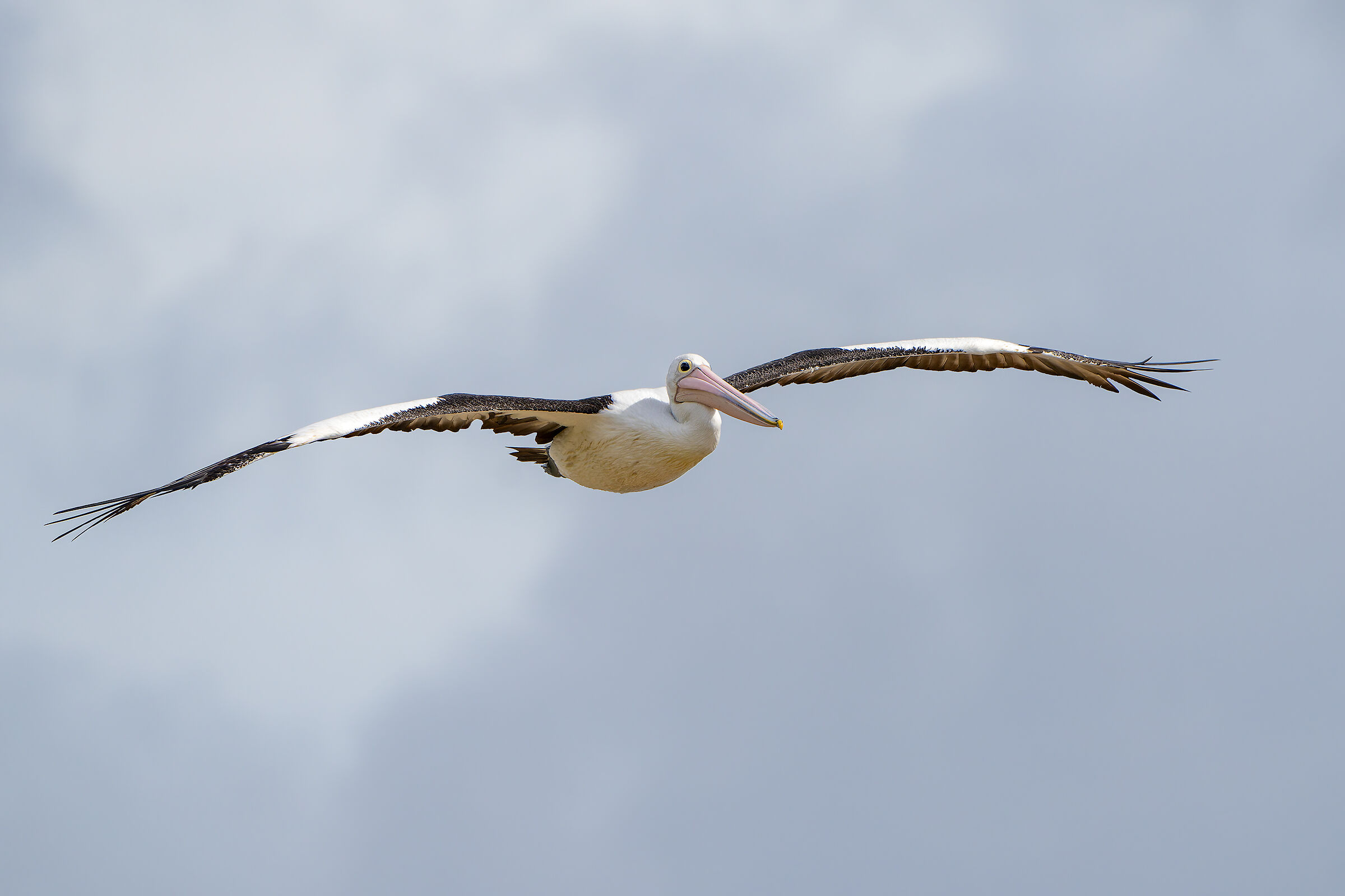 Australian Pelican
