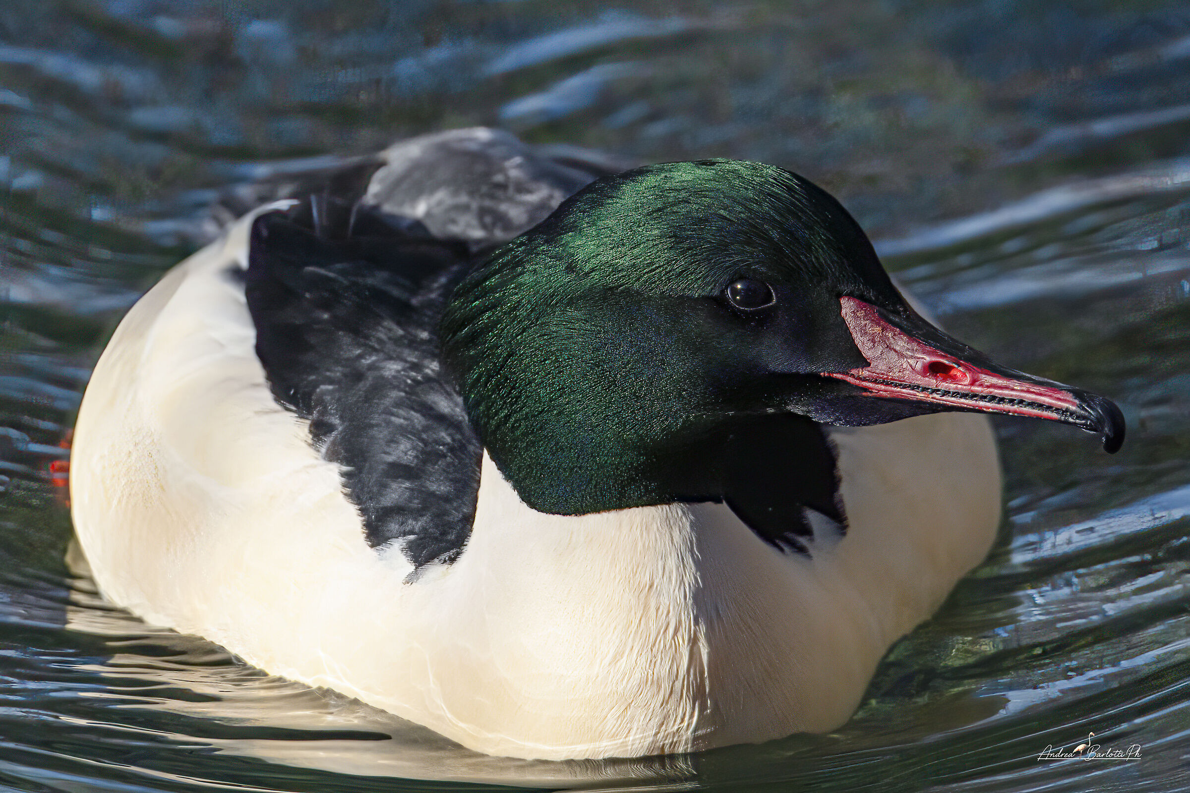 Greater Merganser M.