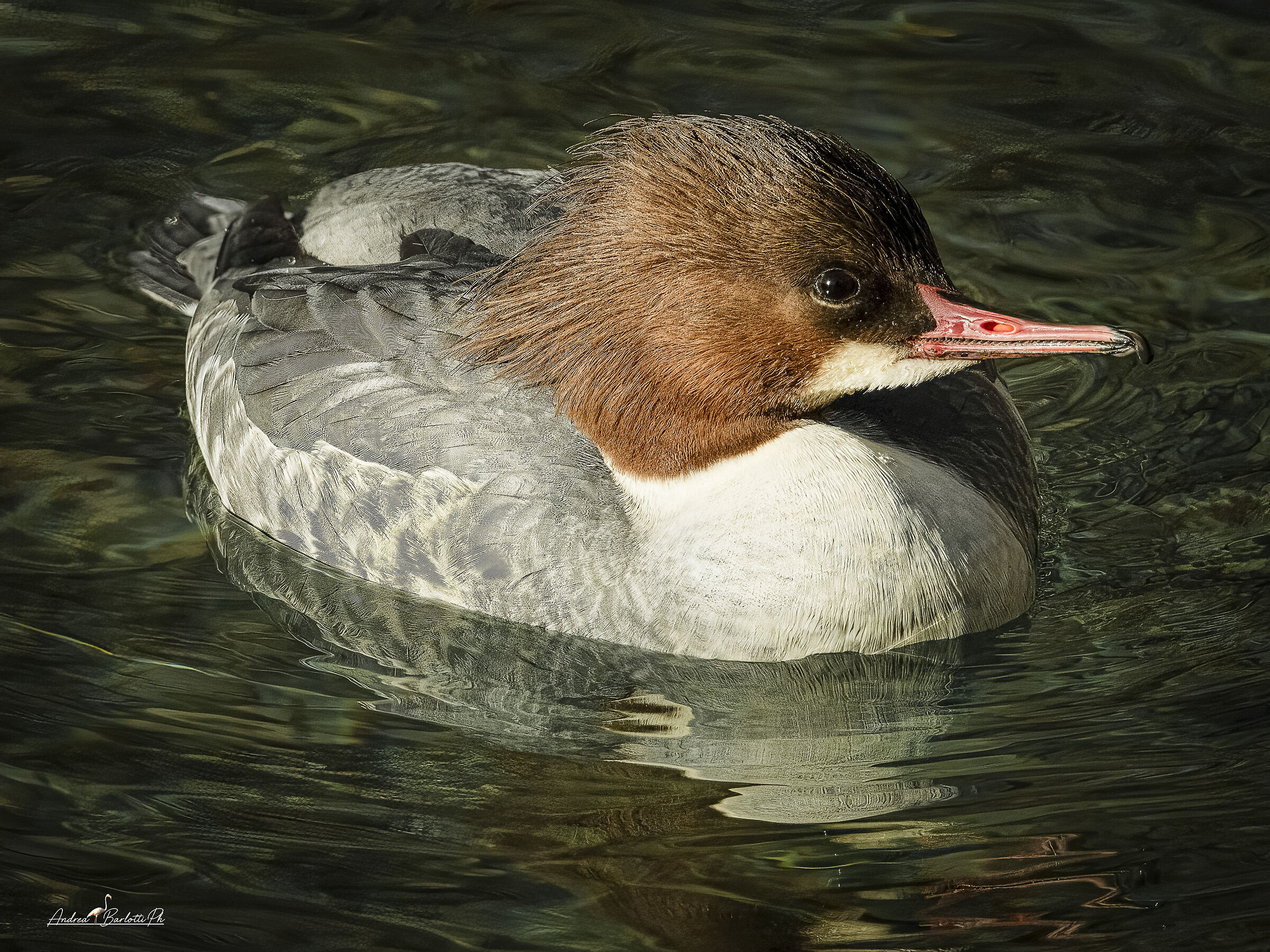 Greater Merganser F.