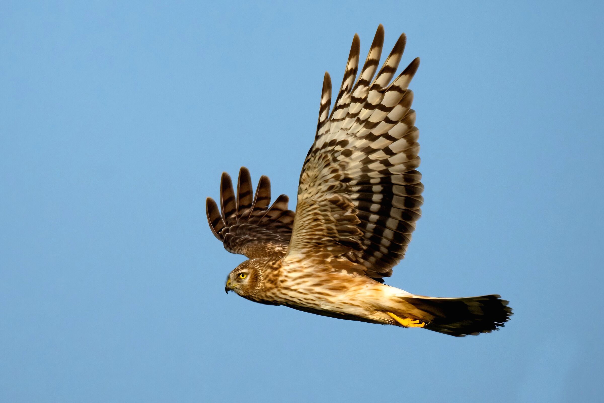 Hen Harrier (Circus cyaneus)