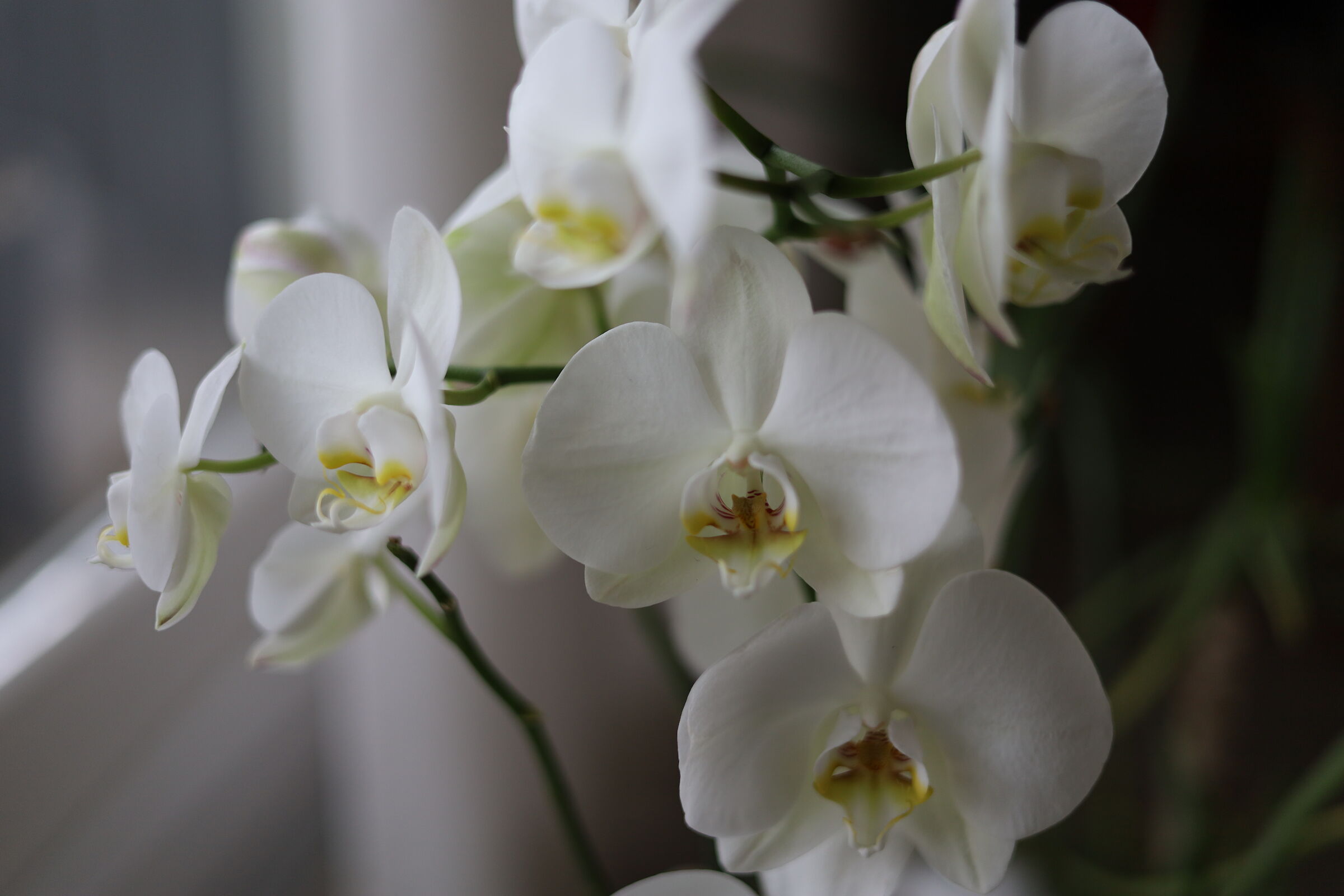 Orchids