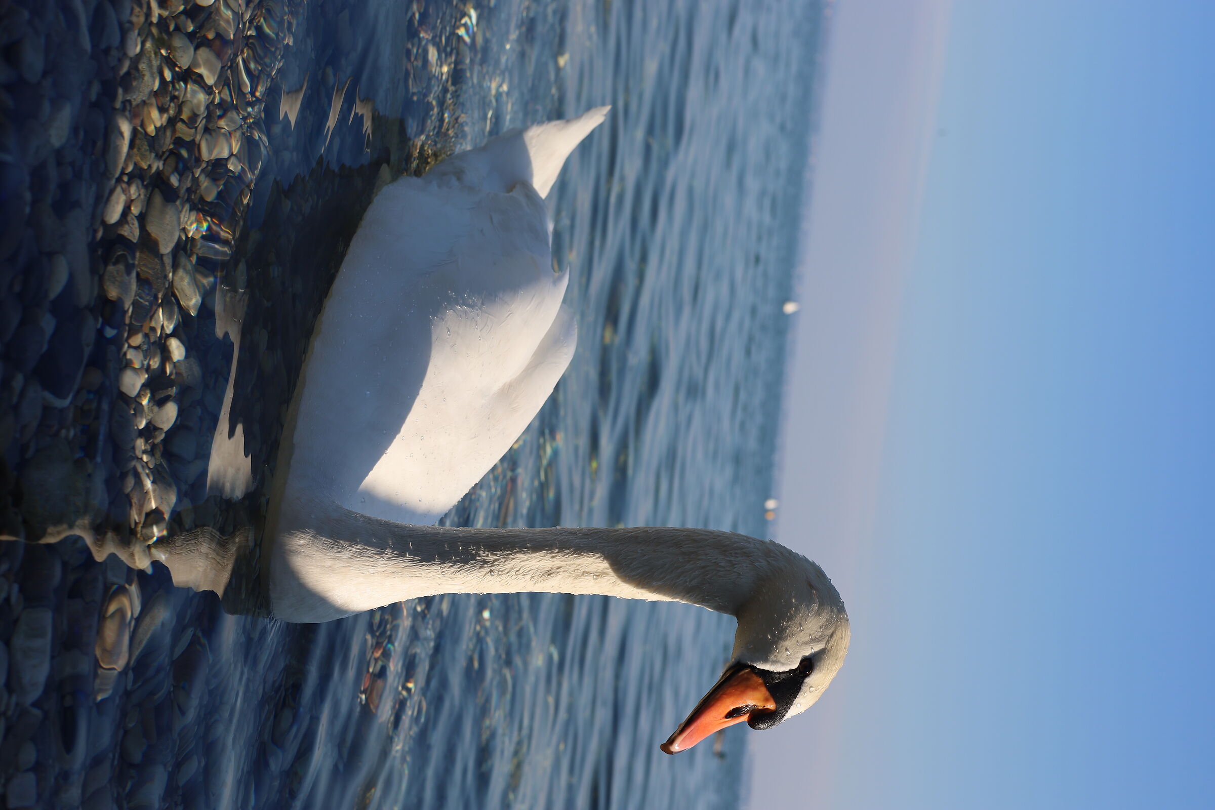 Swan