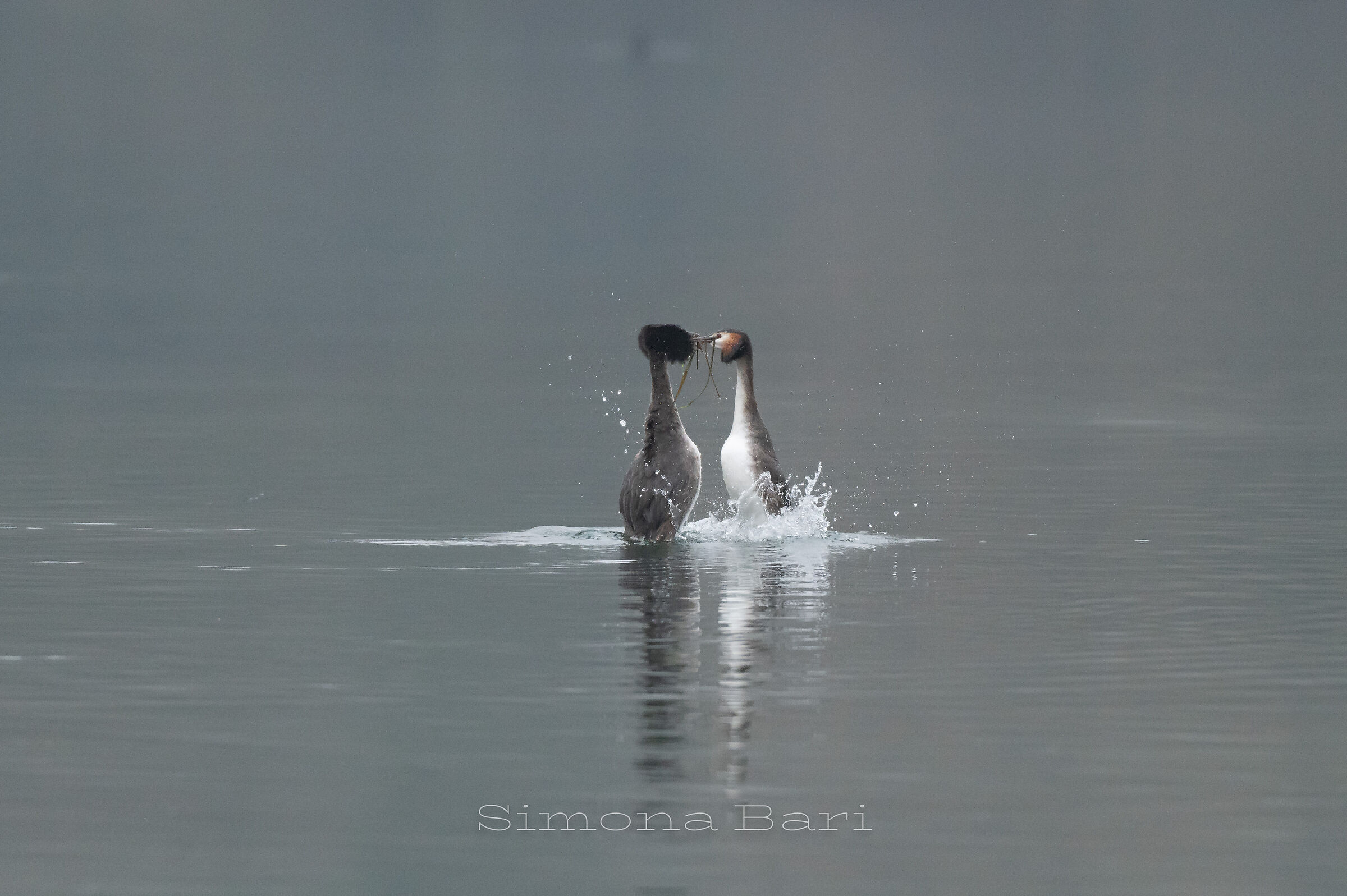 Doni _ Svasso Maggiore_Podiceps Cristatus