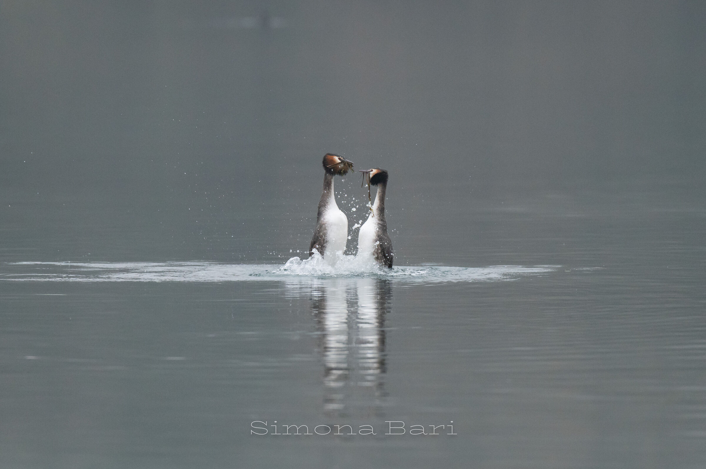 Doni _ Svasso Maggiore_Podiceps Cristatus