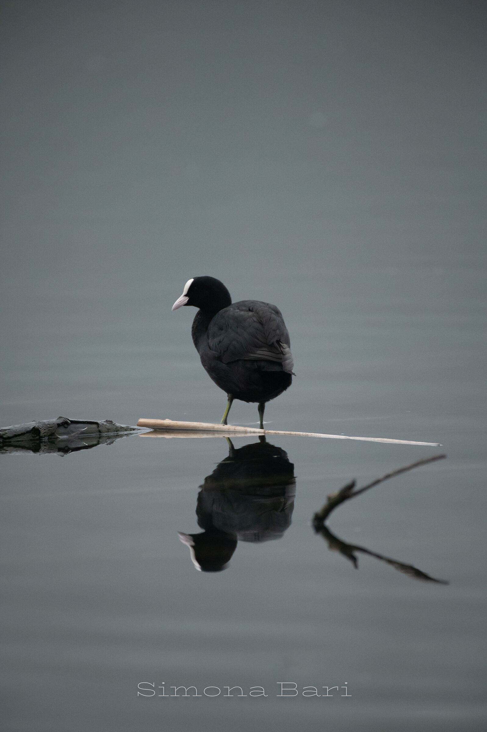 Folaga _ Fulica
